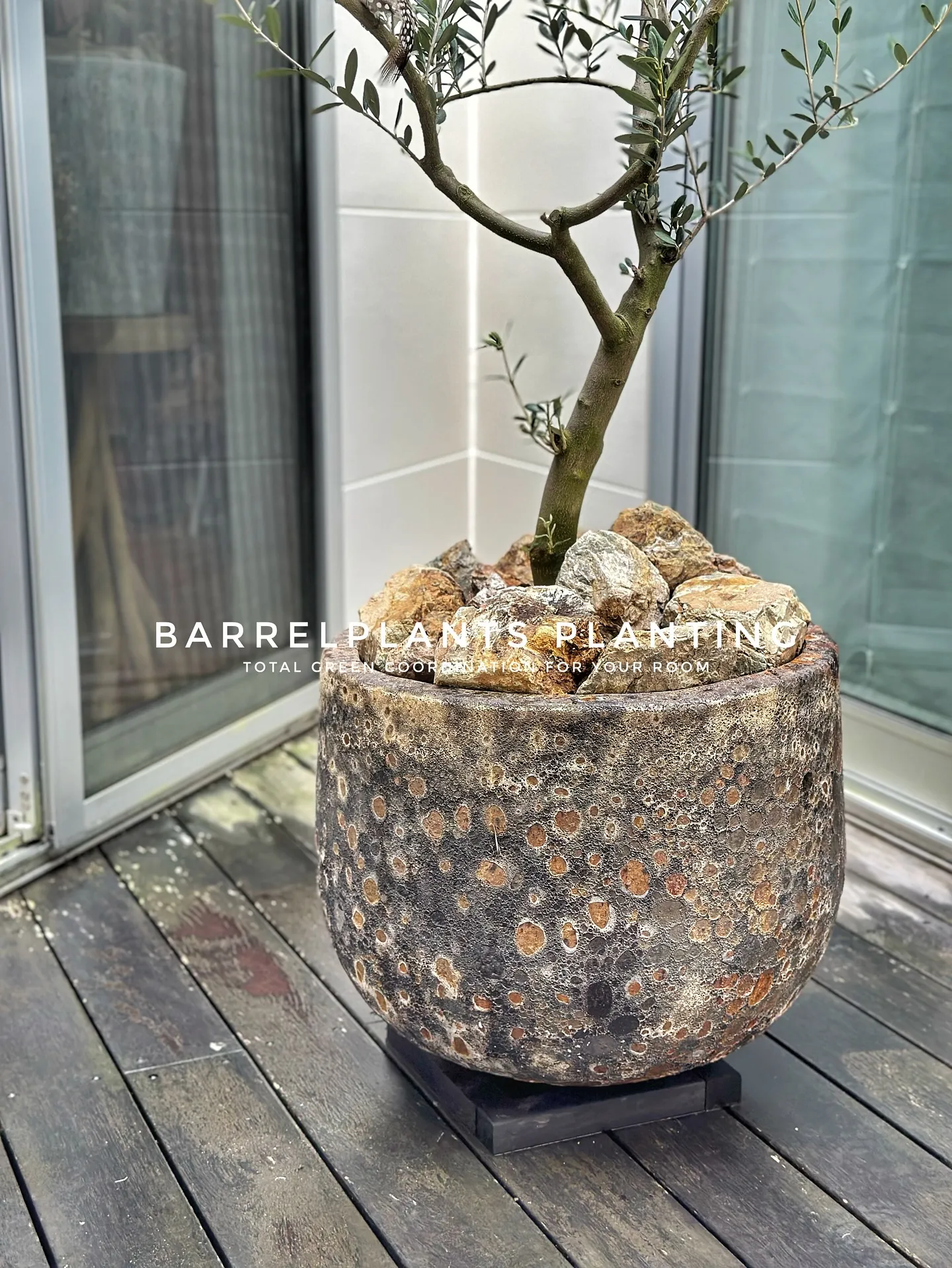 【お部屋をジャングルのようにしませんか？こだわりの植物専門店...