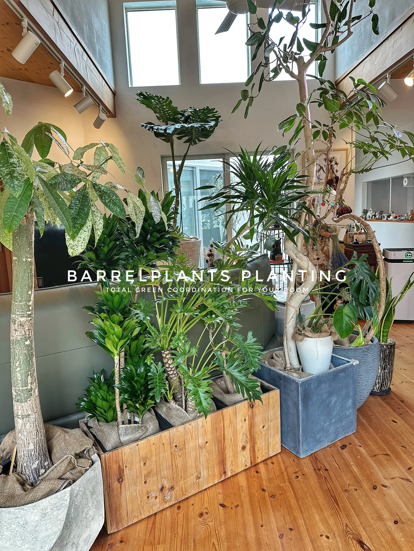 【お部屋をジャングルのようにしませんか？こだわりの植物専門店...