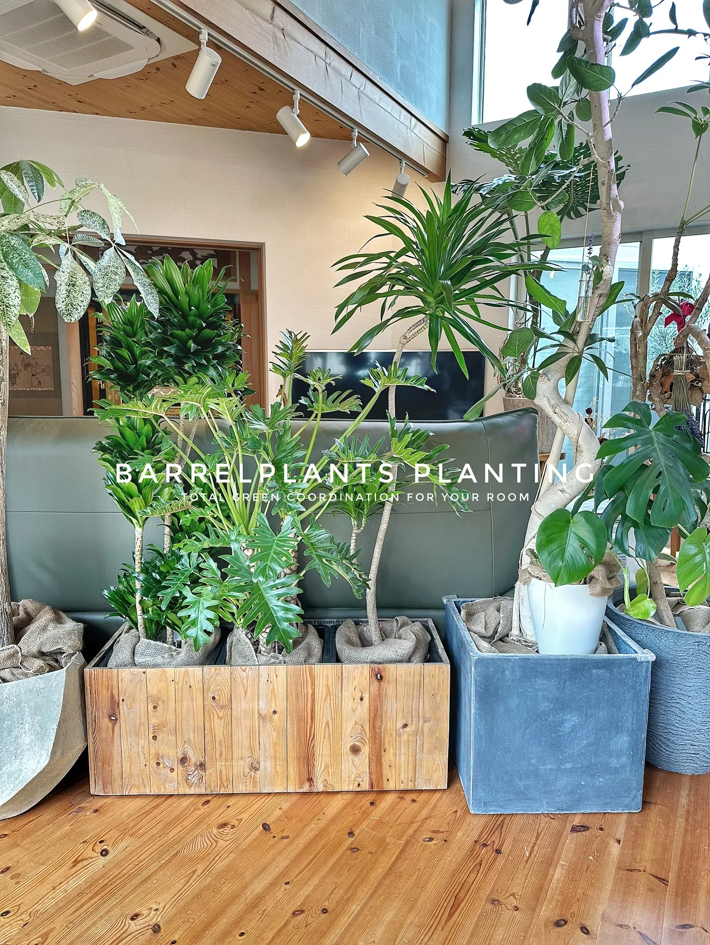 【お部屋をジャングルのようにしませんか？こだわりの植物専門店...