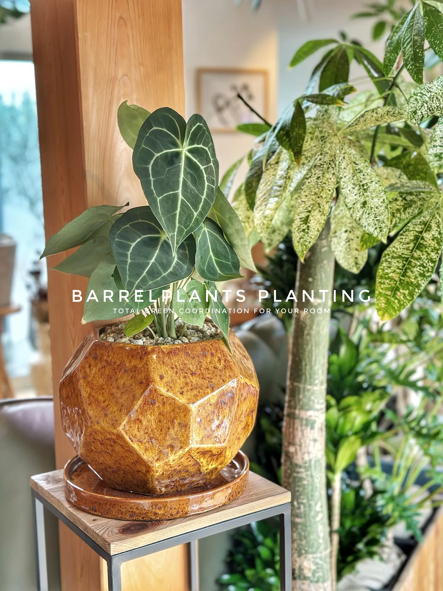 【お部屋をジャングルのようにしませんか？こだわりの植物専門店...
