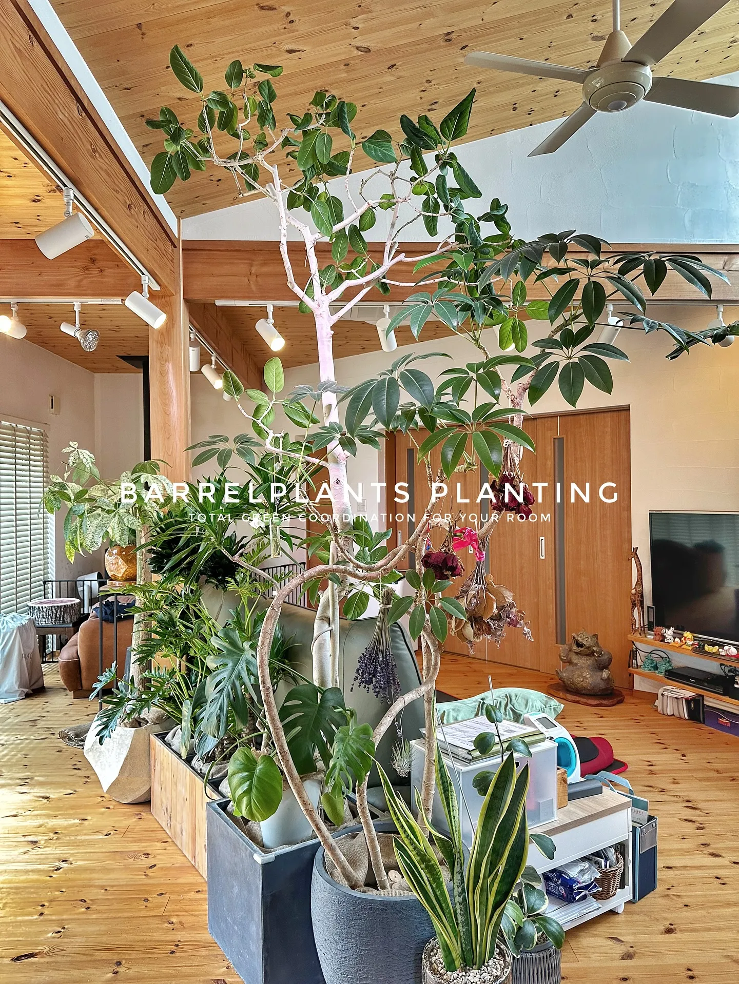 【お部屋をジャングルのようにしませんか？こだわりの植物専門店...