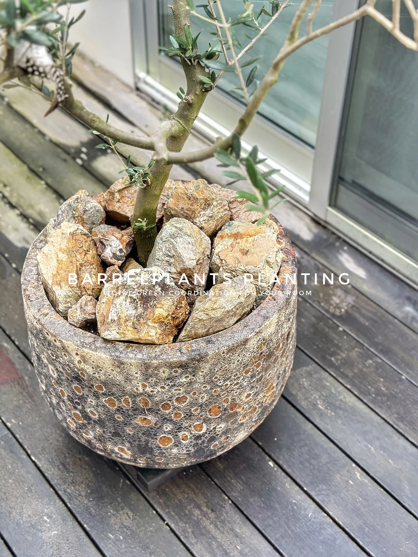 【お部屋をジャングルのようにしませんか？こだわりの植物専門店...