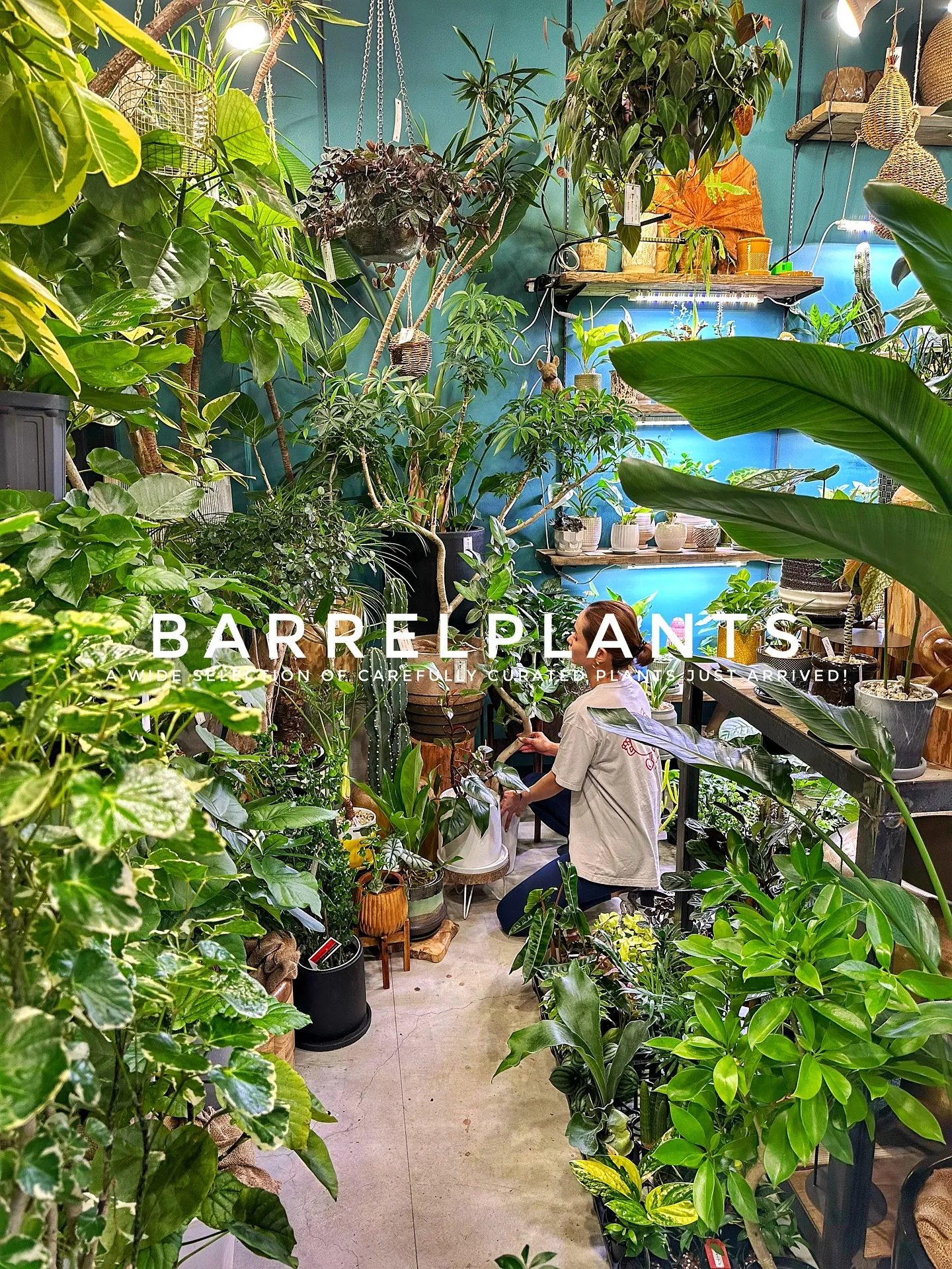 【こだわりの植物とこだわりの鉢のお店、植物専門店barrel...