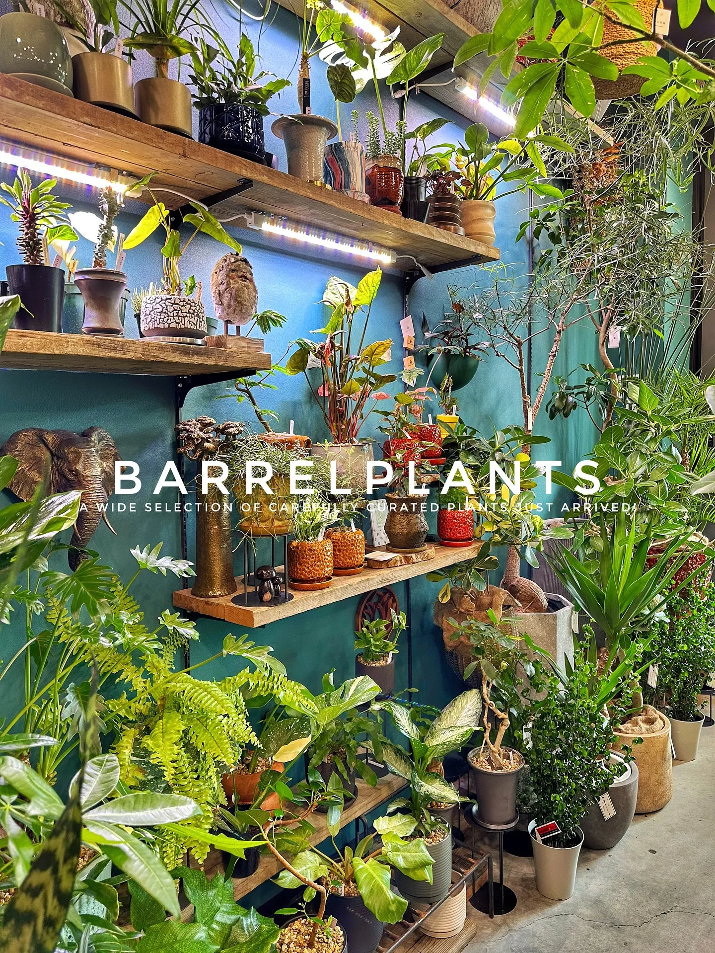 【こだわりの植物とこだわりの鉢のお店、植物専門店barrel...