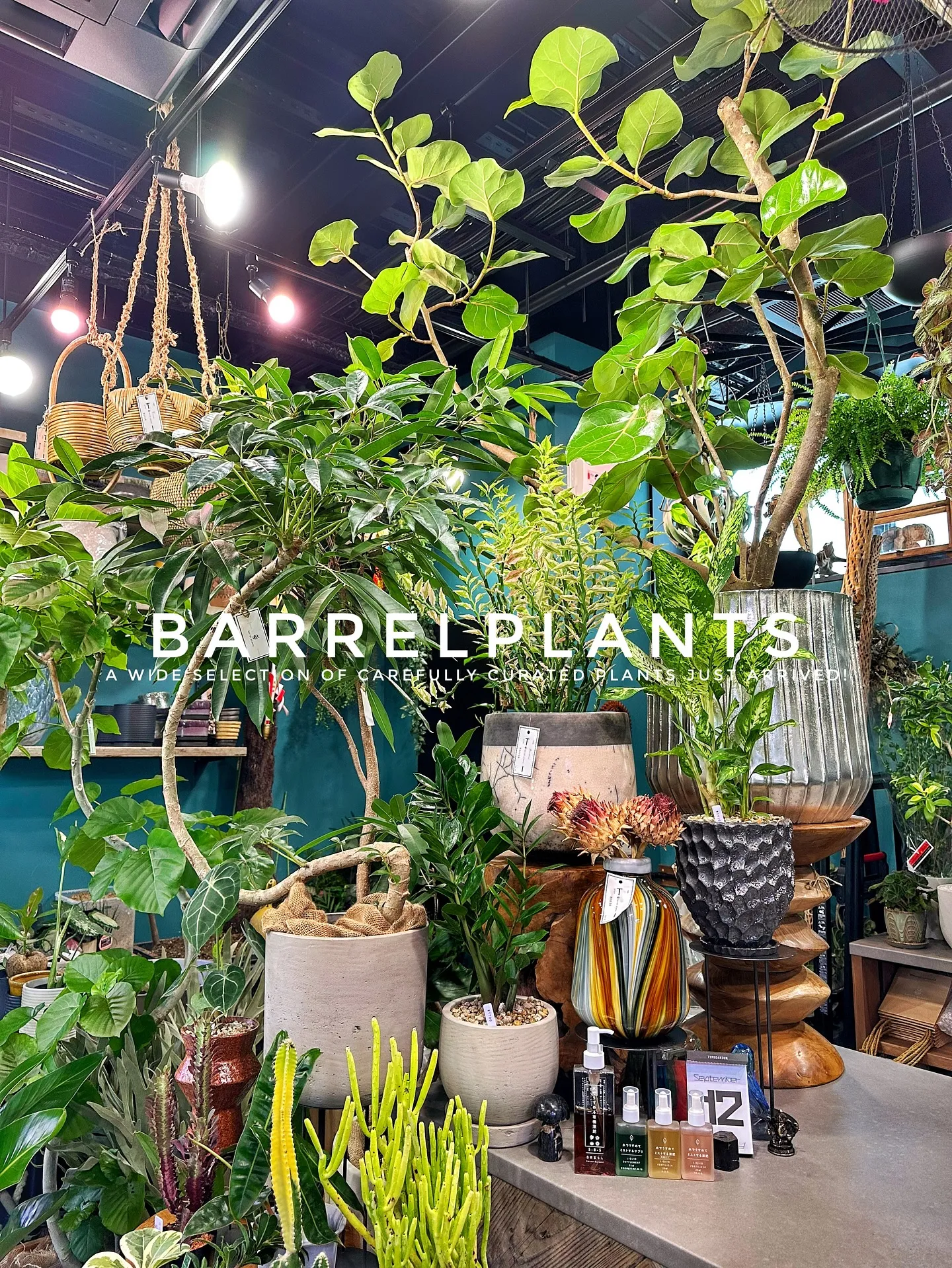 【こだわりの植物とこだわりの鉢のお店、植物専門店barrel...
