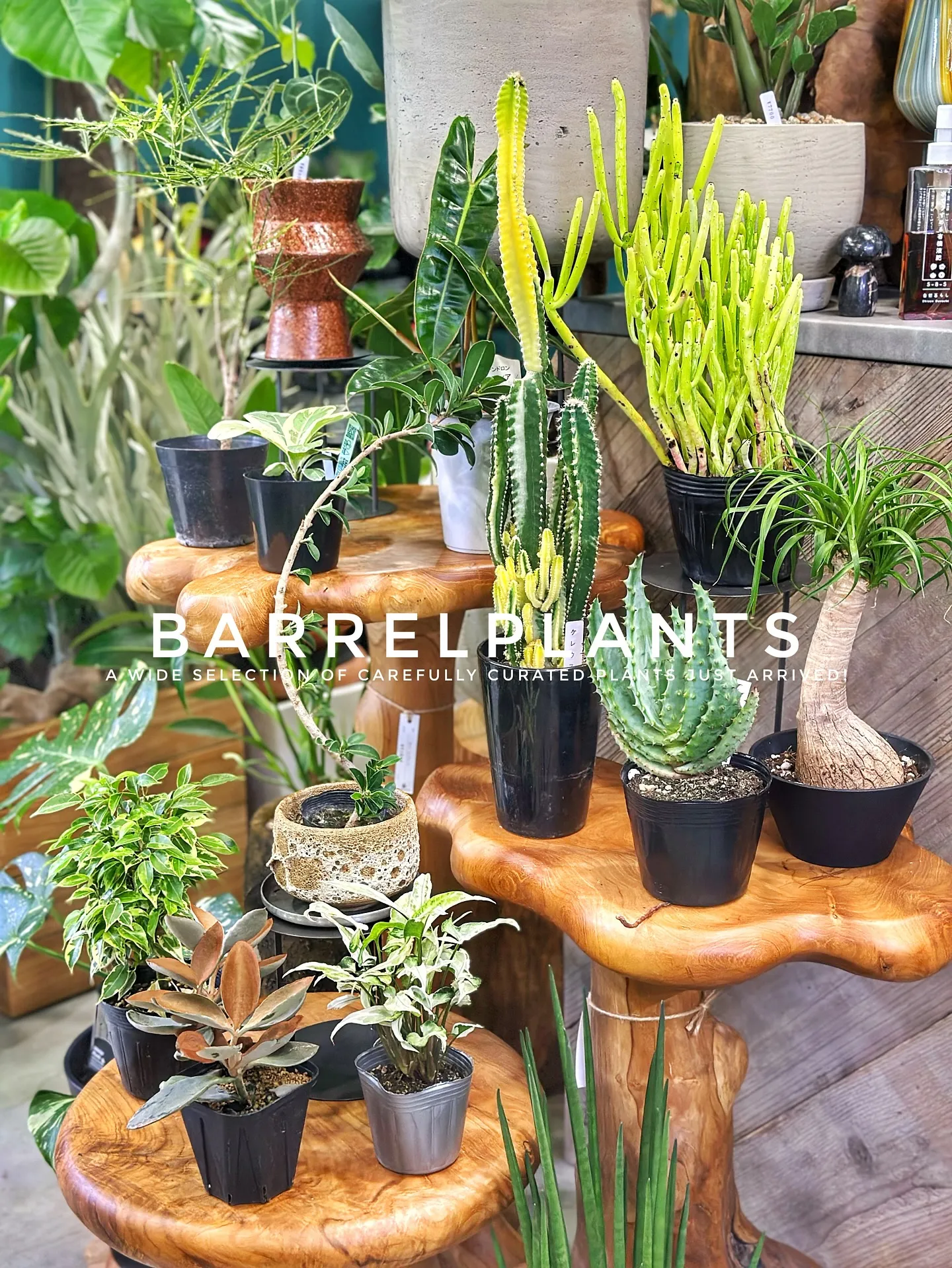【こだわりの植物とこだわりの鉢のお店、植物専門店barrel...