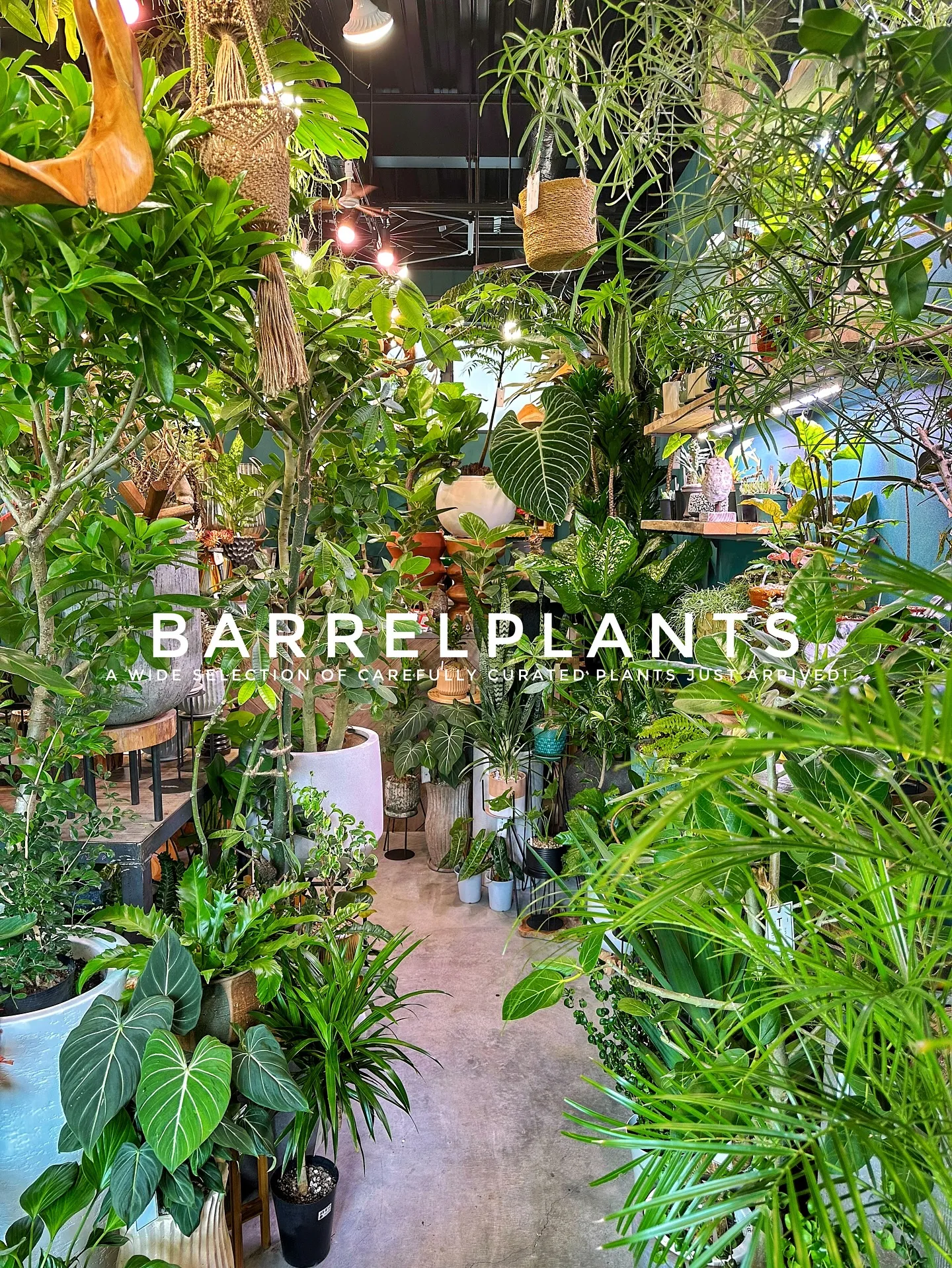 【こだわりの植物とこだわりの鉢のお店、植物専門店barrel...