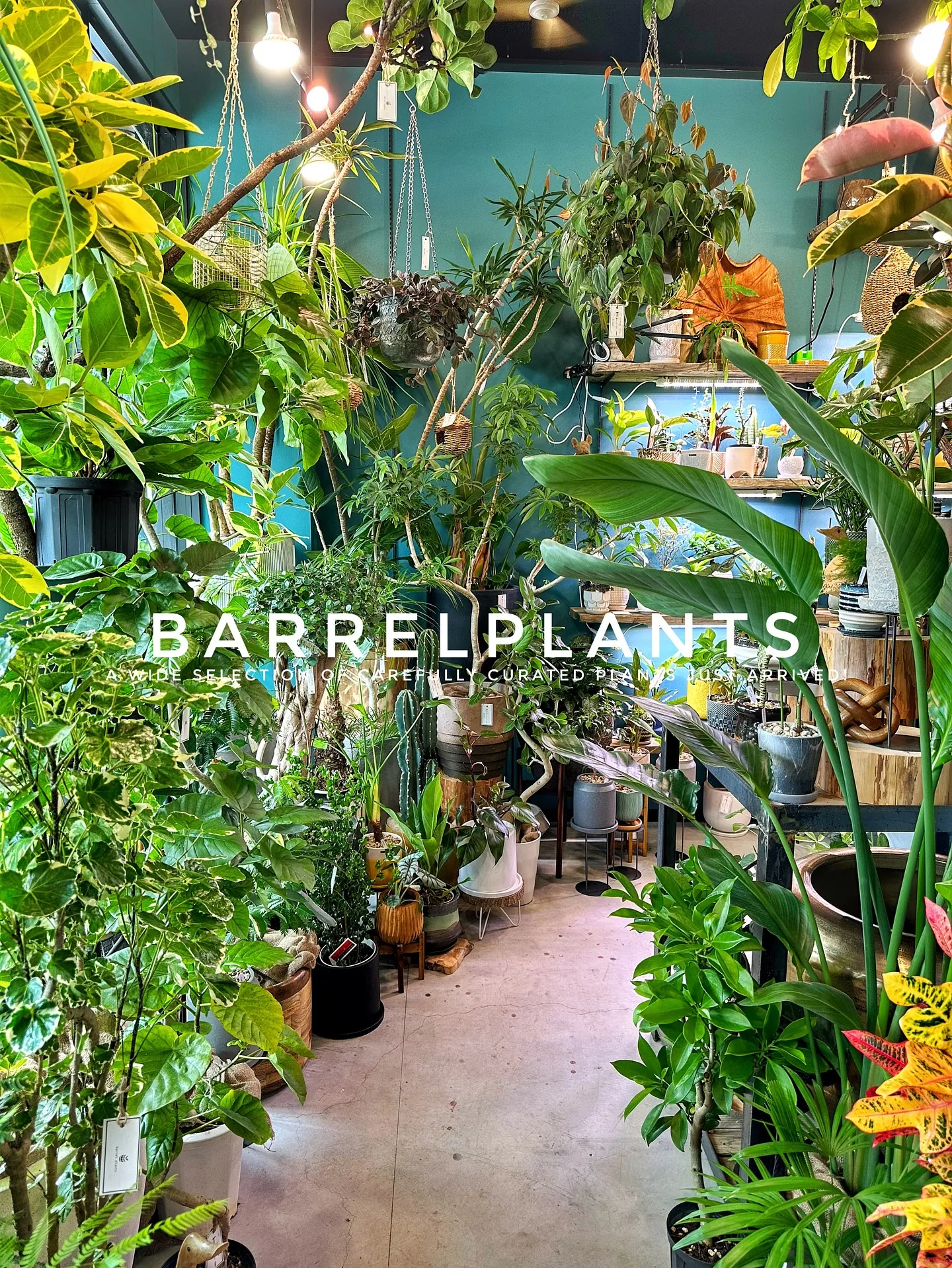 【こだわりの植物とこだわりの鉢のお店、植物専門店barrel...