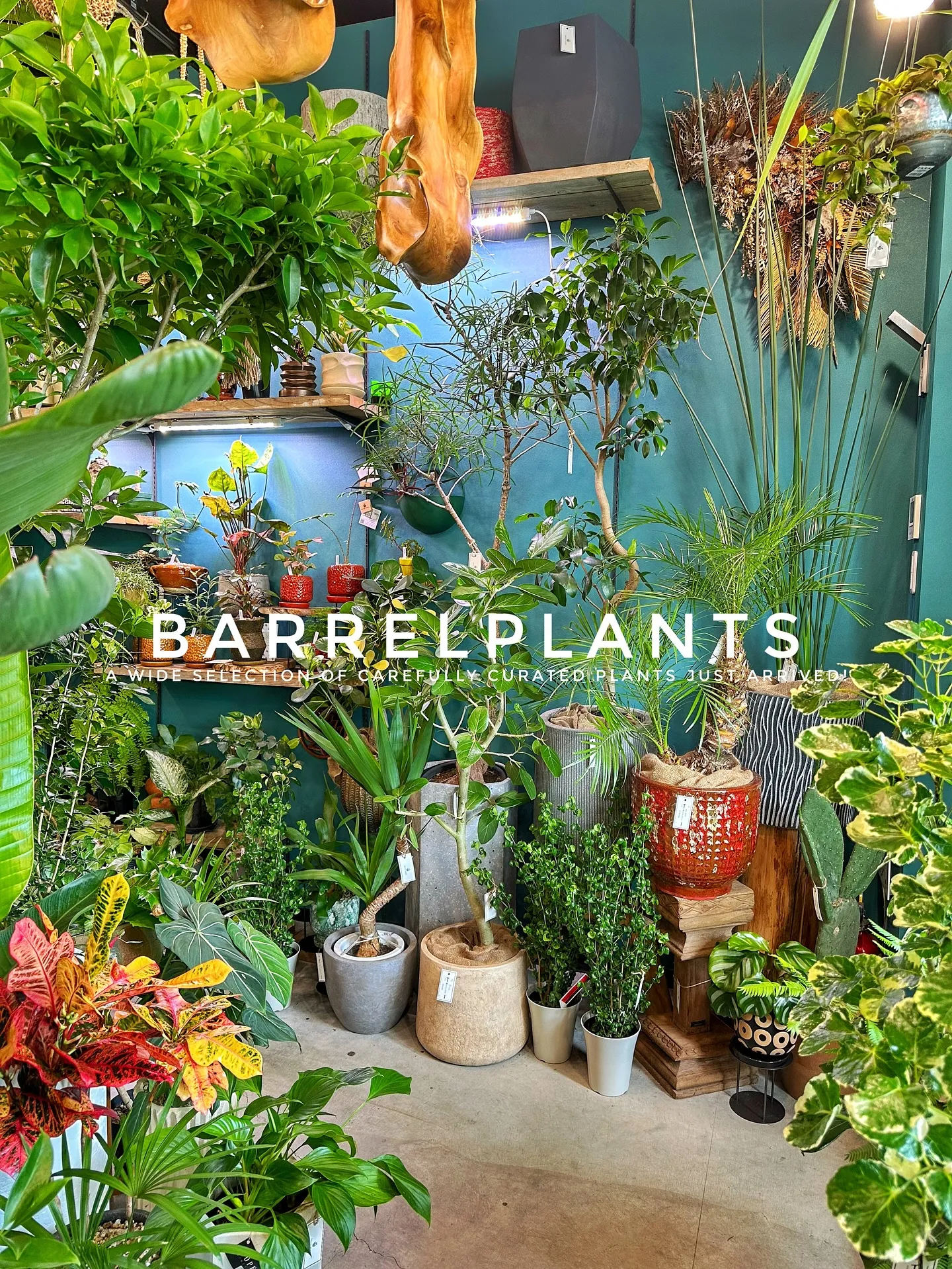 【こだわりの植物とこだわりの鉢のお店、植物専門店barrel...