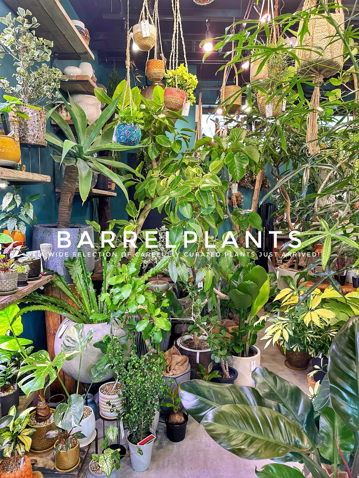 【こだわりの植物とこだわりの鉢のお店、植物専門店barrel...