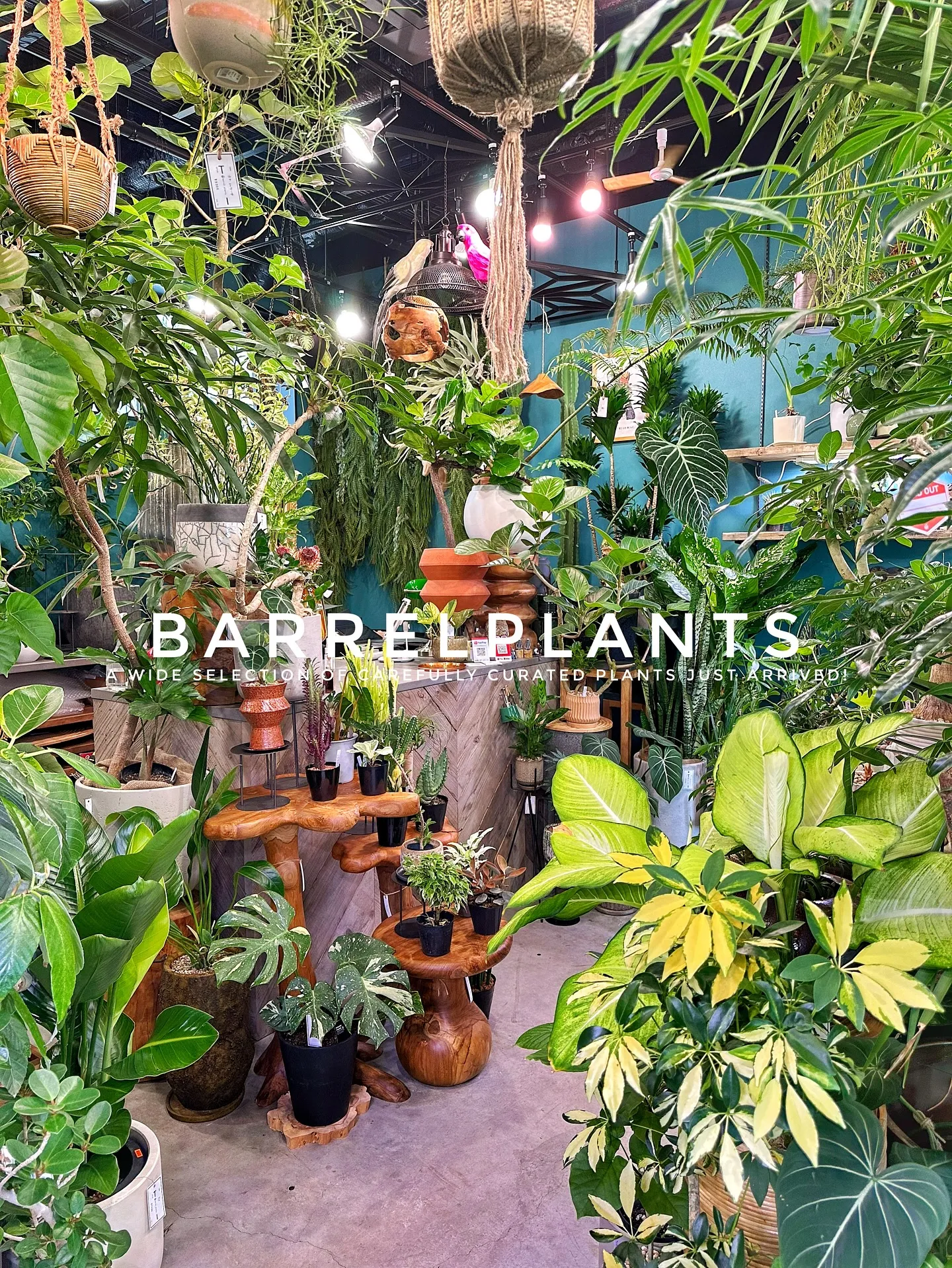 【こだわりの植物とこだわりの鉢のお店、植物専門店barrel...