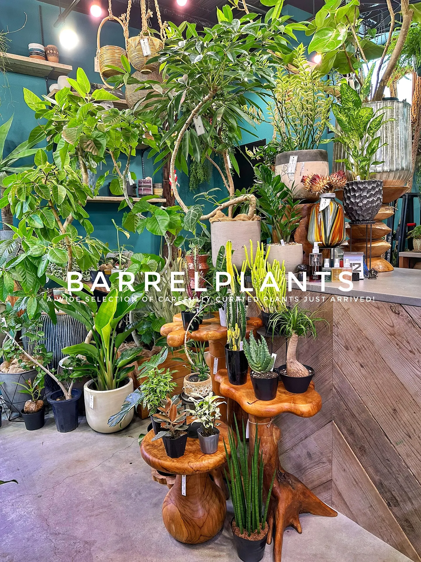 【こだわりの植物とこだわりの鉢のお店、植物専門店barrel...
