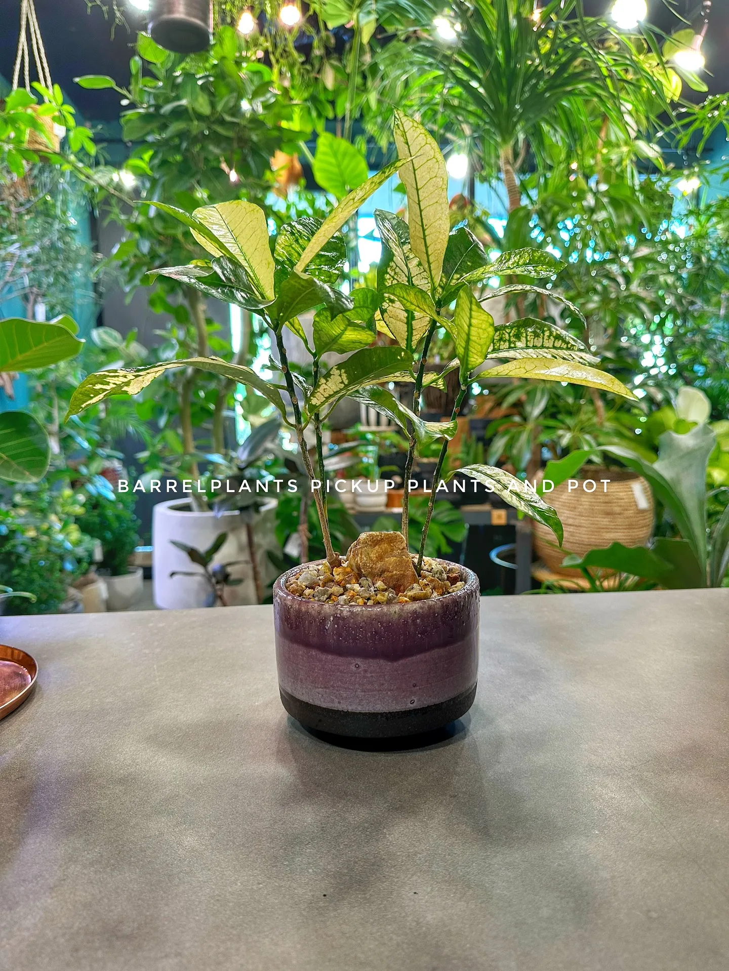 【秋冬の新作の鉢には何を植えようかなぁーと考えている今日この...