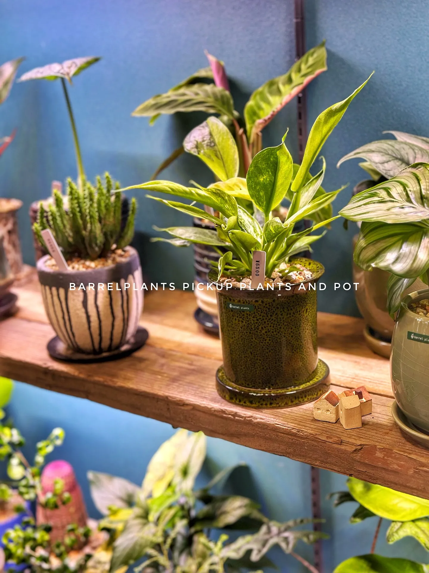 【秋冬の新作の鉢には何を植えようかなぁーと考えている今日この...