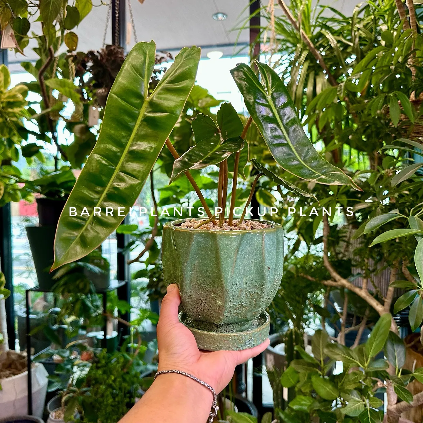 【ベイスのネット販売ページに植物追加しました！barrelp...