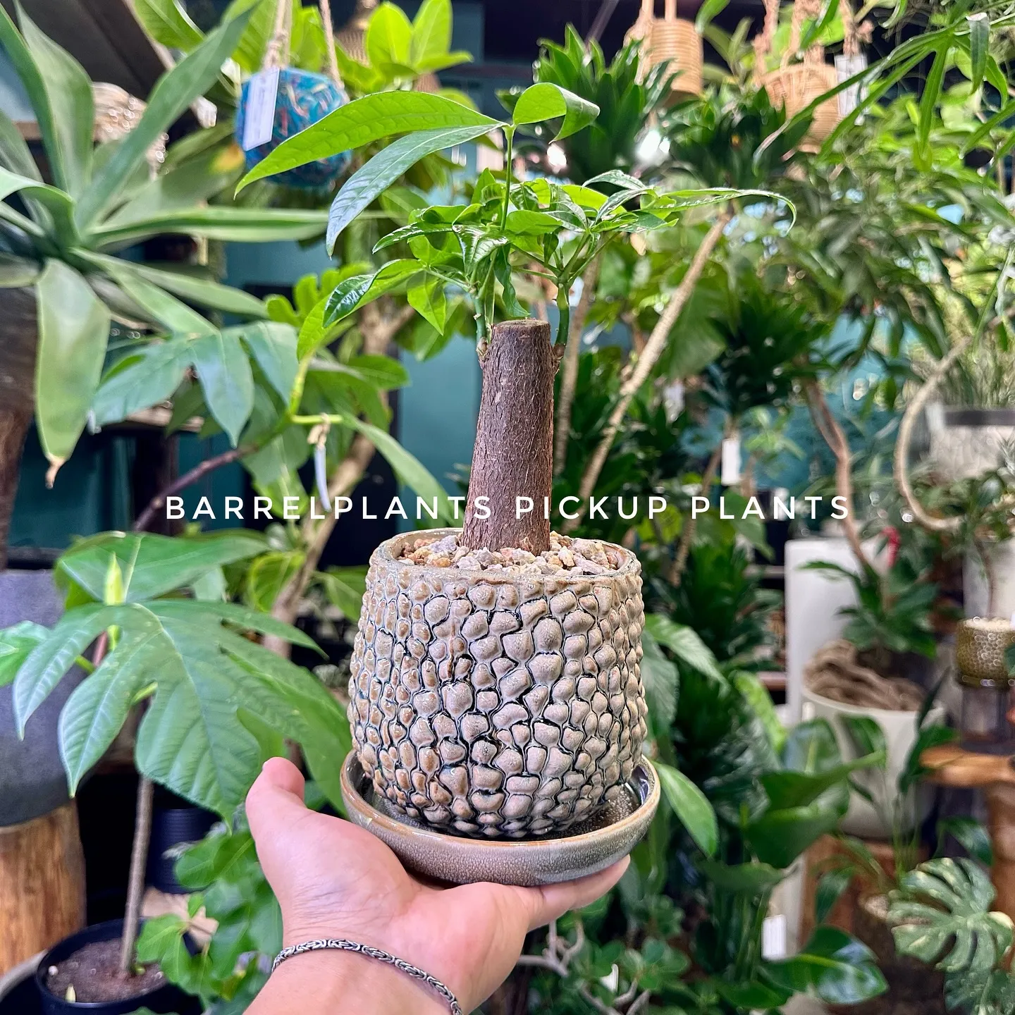 【ベイスのネット販売ページに植物追加しました！barrelp...