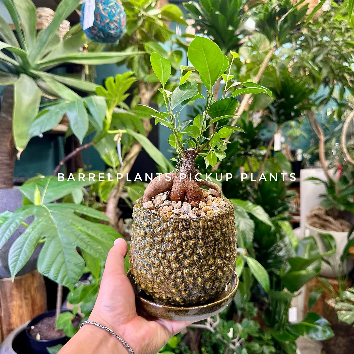 【ベイスのネット販売ページに植物追加しました！barrelp...