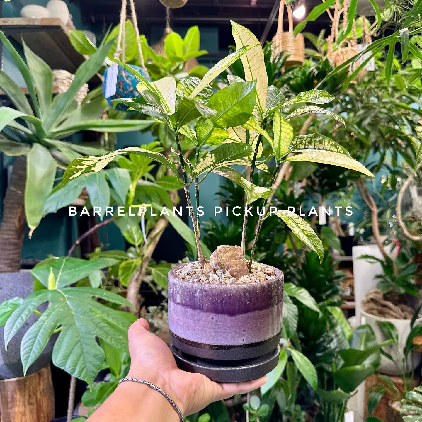 【ベイスのネット販売ページに植物追加しました！barrelp...