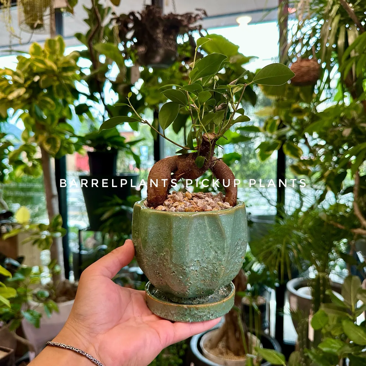 【ベイスのネット販売ページに植物追加しました！barrelp...