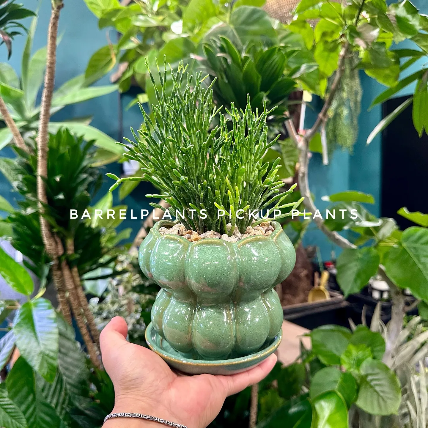 【ベイスのネット販売ページに植物追加しました！barrelp...