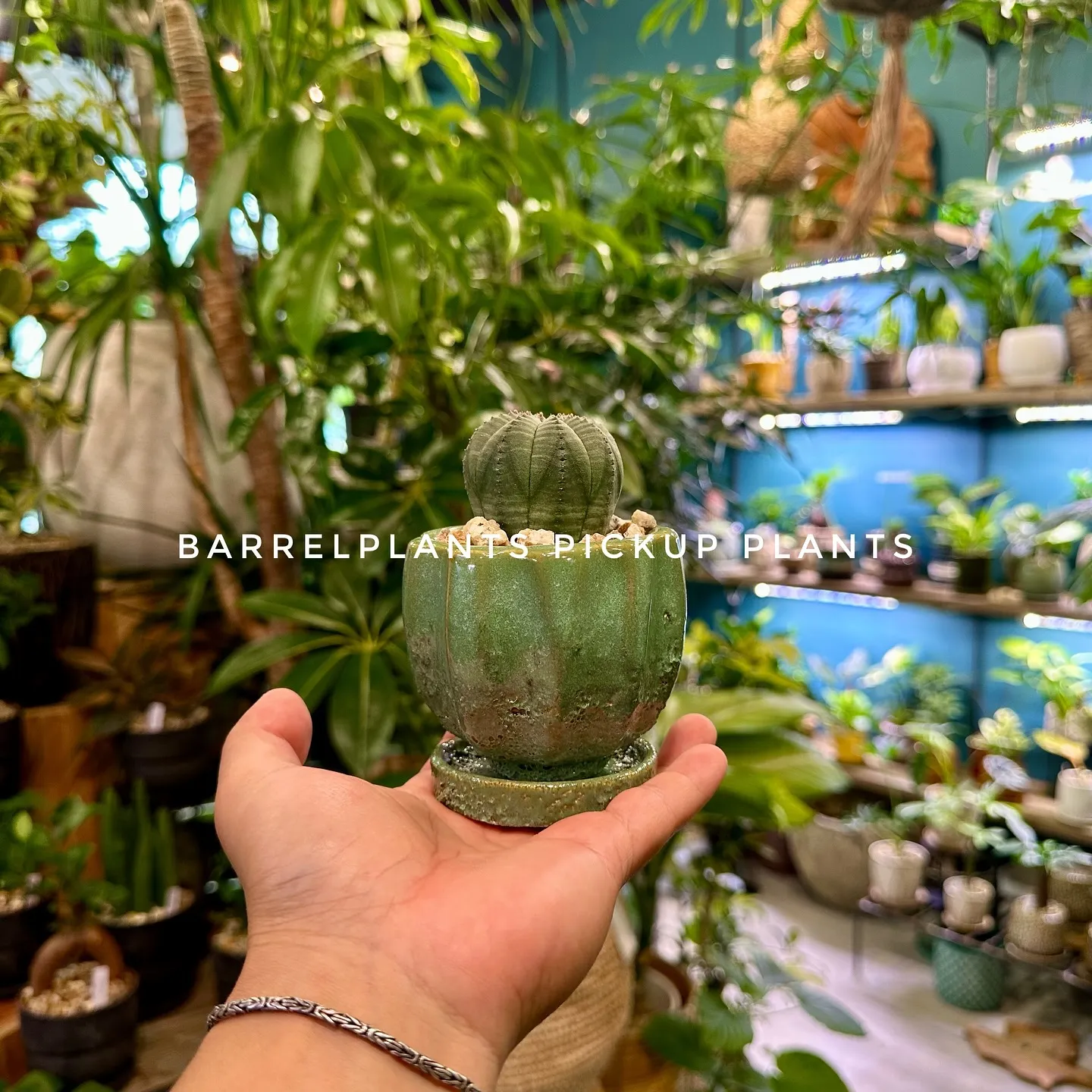 【ベイスのネット販売ページに植物追加しました！barrelp...