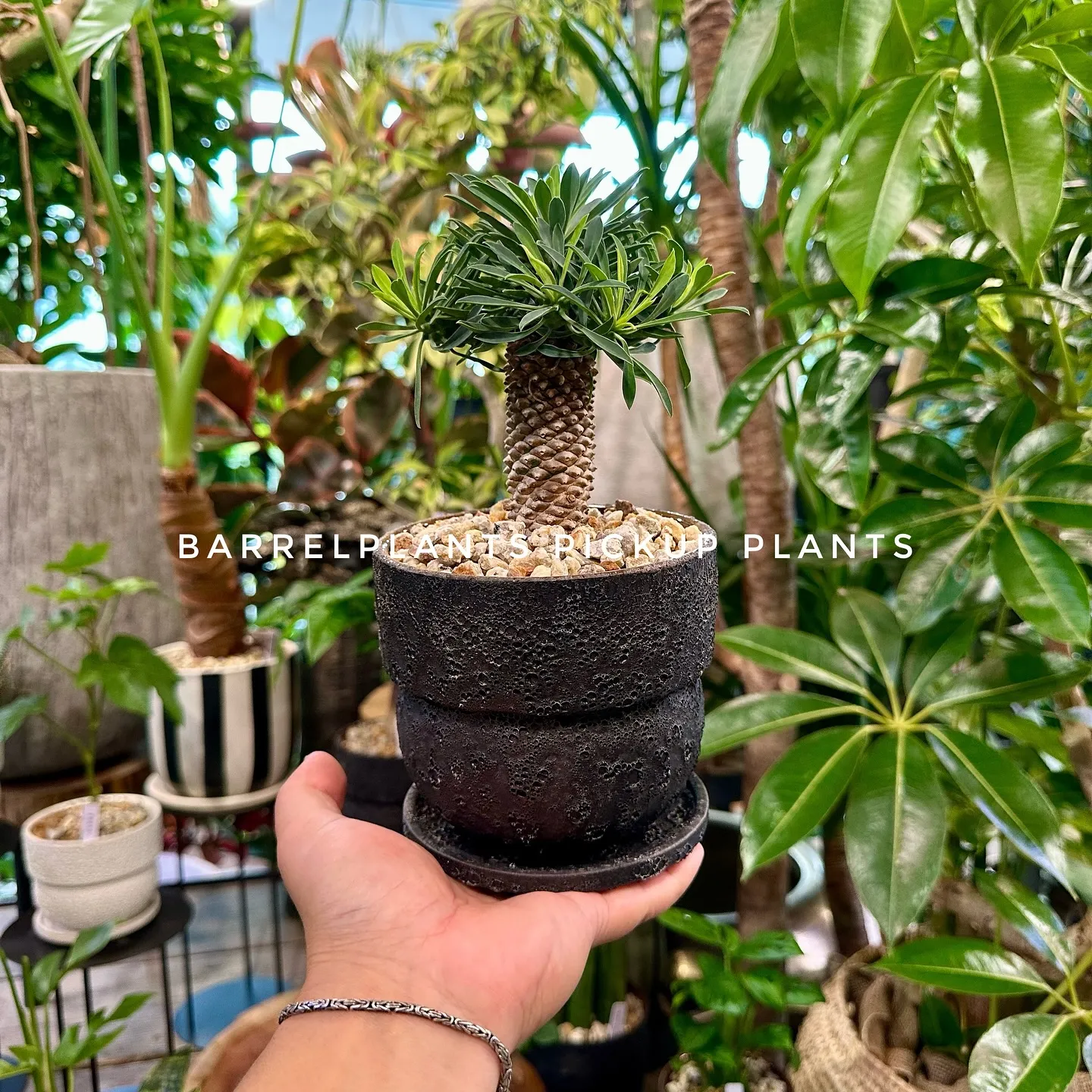 【ベイスのネット販売ページに植物追加しました！barrelp...