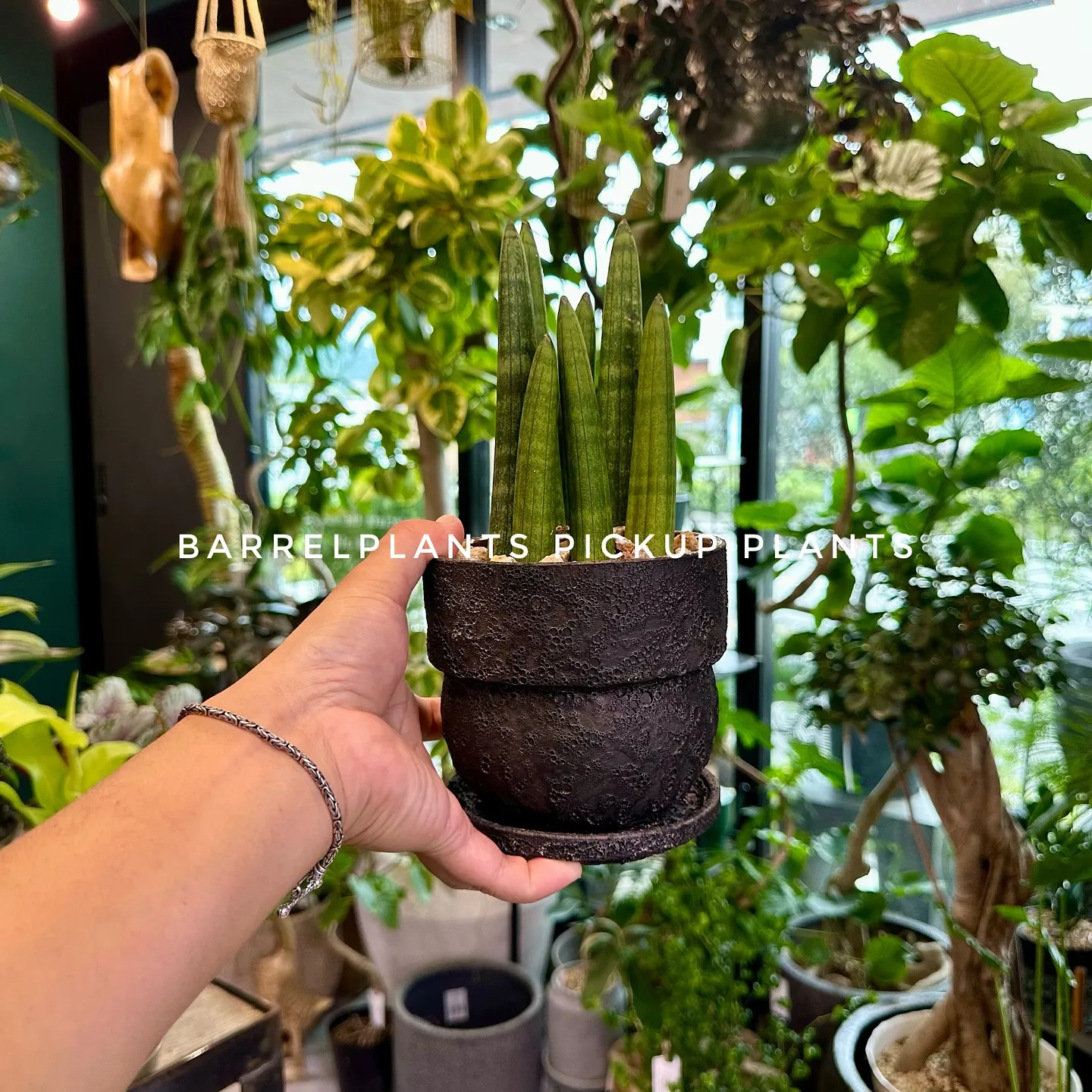 【ベイスのネット販売ページに植物追加しました！barrelp...