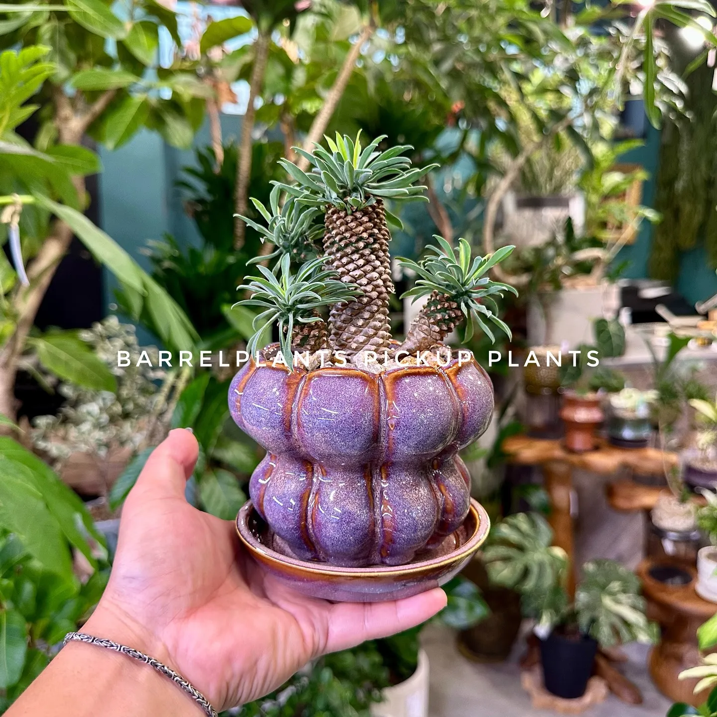 【ベイスのネット販売ページに植物追加しました！barrelp...