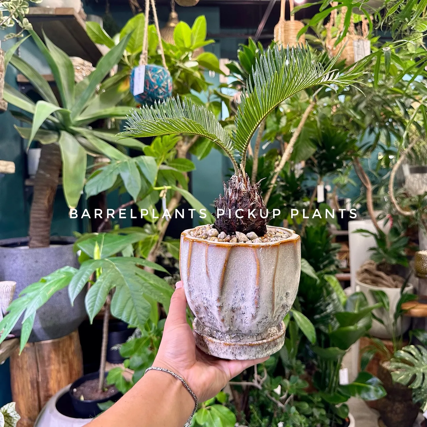 【ベイスのネット販売ページに植物追加しました！barrelp...