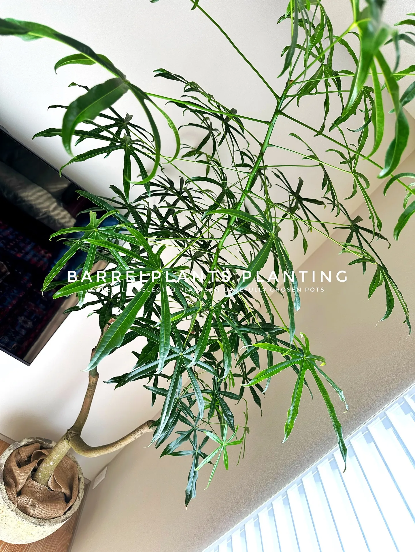 【こだわりの空間に、こだわりの植物を。