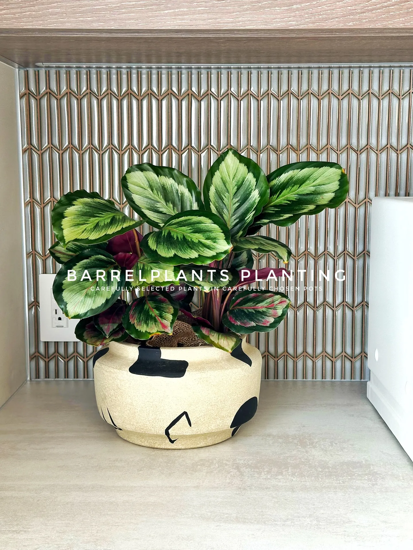 【こだわりの空間に、こだわりの植物を。