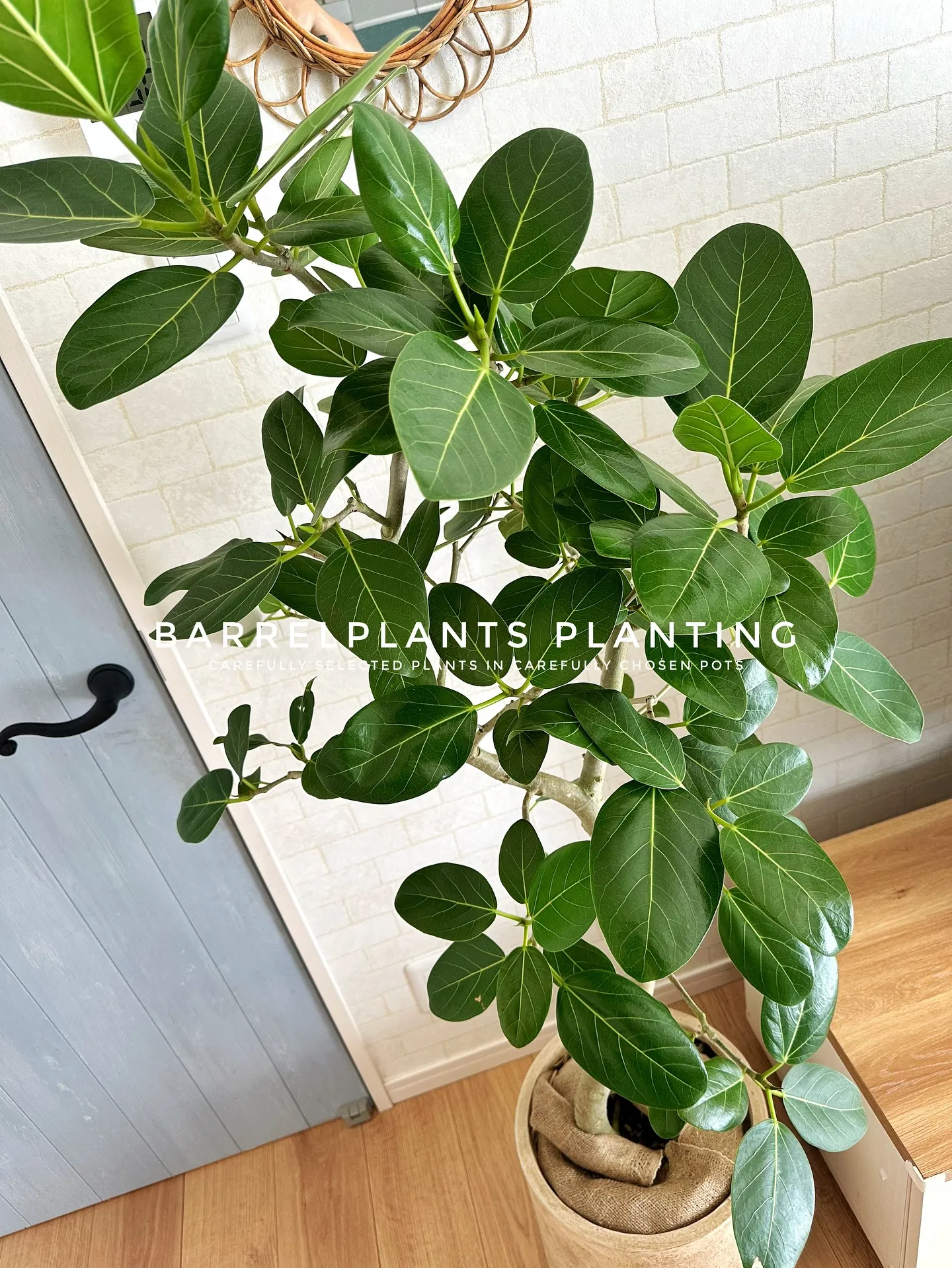 【こだわりの空間に、こだわりの植物を。