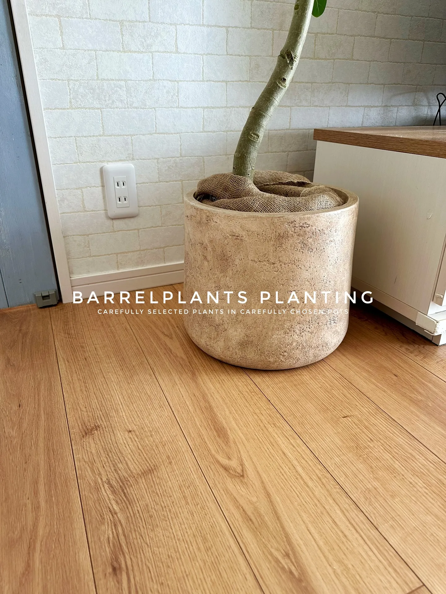 【こだわりの空間に、こだわりの植物を。