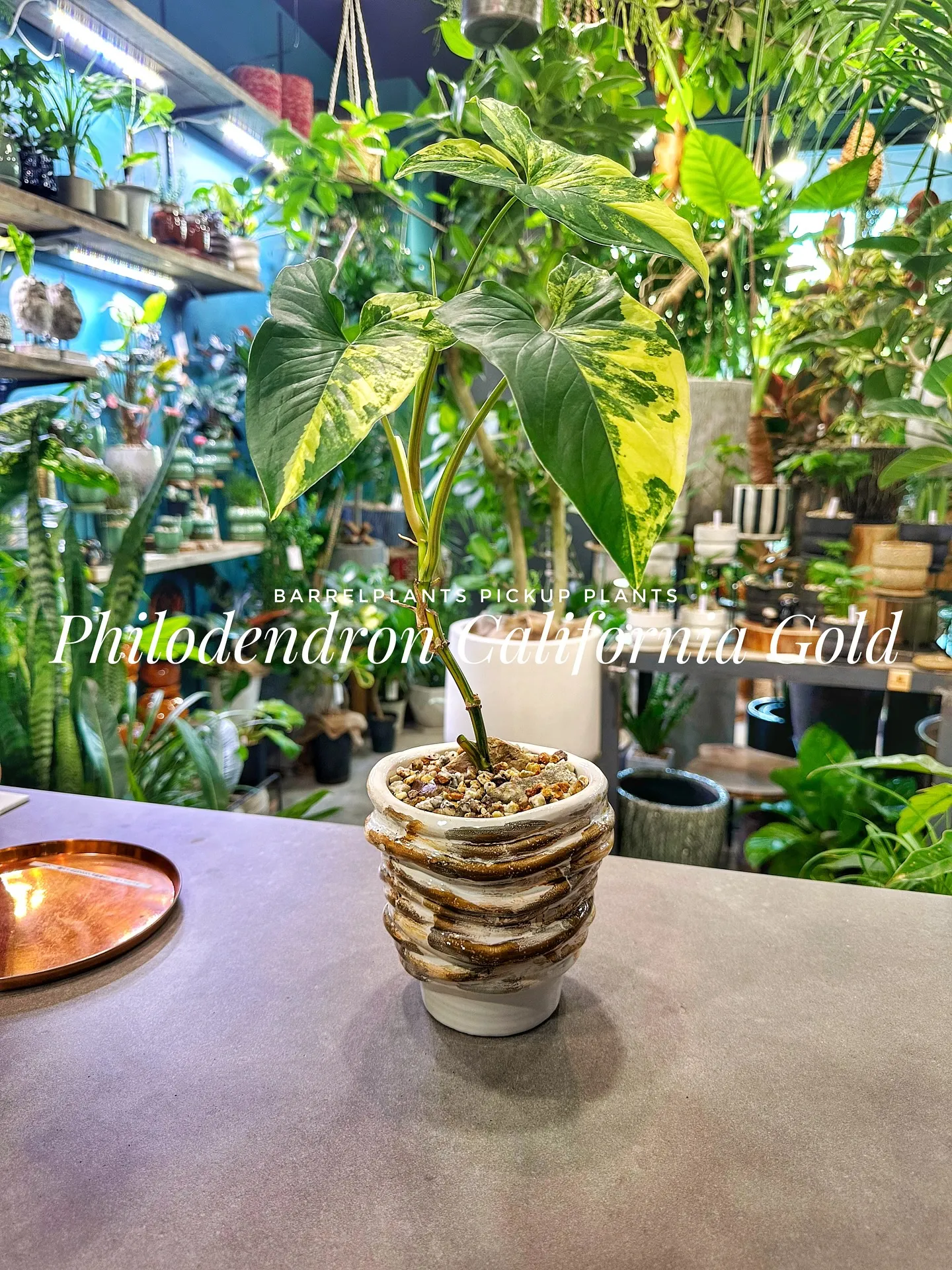 【植物専門店barrelplantsのおすすめ植物ラインナッ...