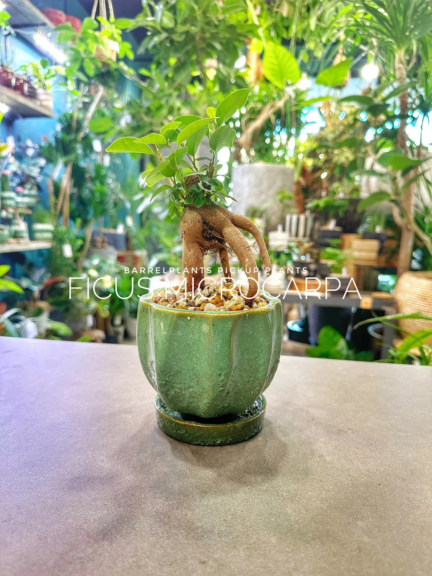 【植物専門店barrelplantsのおすすめ植物ラインナッ...