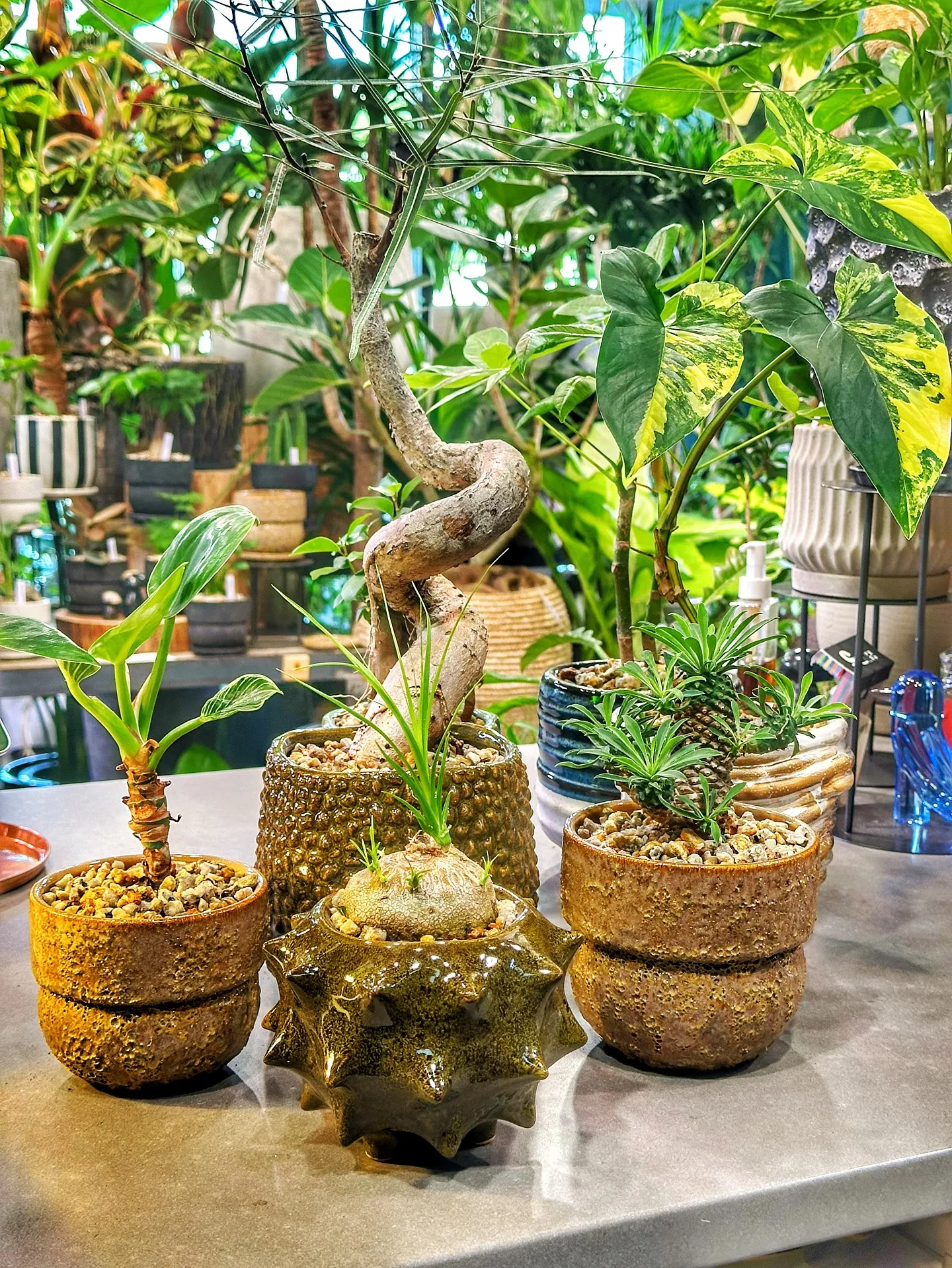【植物専門店barrelplantsのおすすめ植物ラインナッ...