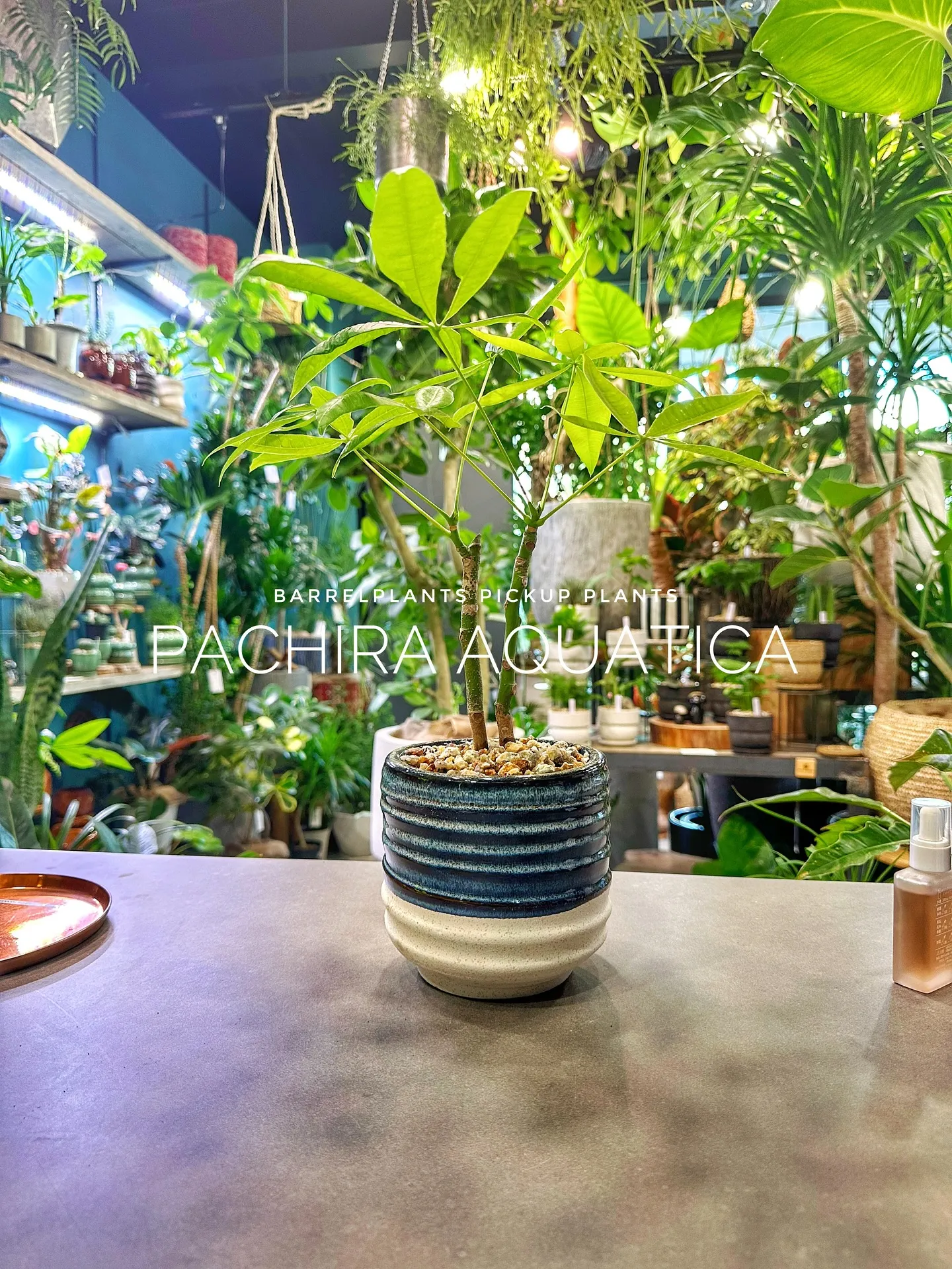 【植物専門店barrelplantsのおすすめ植物ラインナッ...