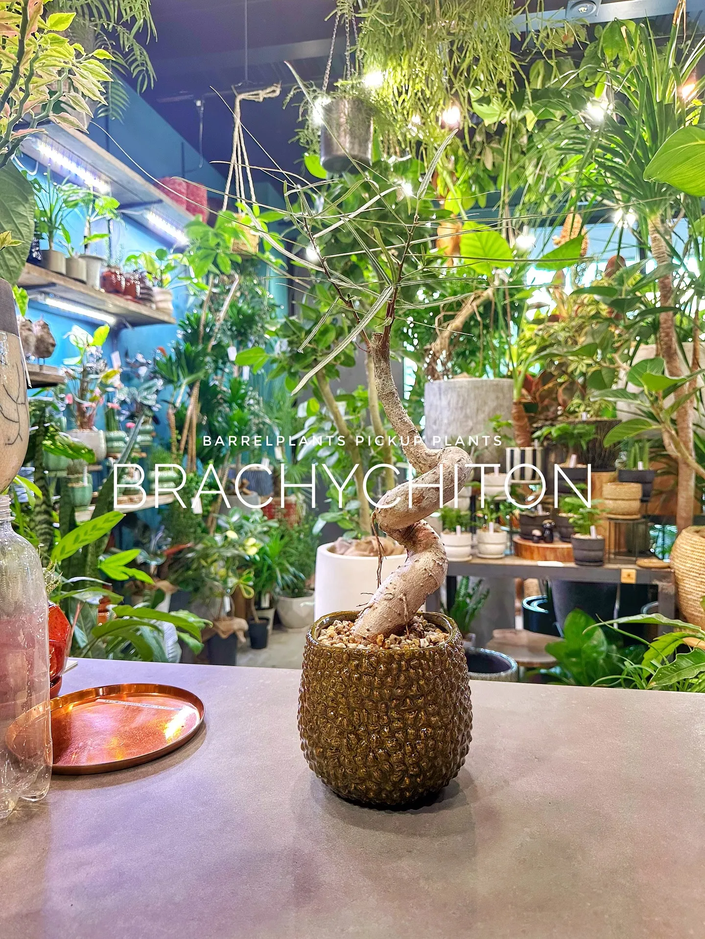 【植物専門店barrelplantsのおすすめ植物ラインナッ...