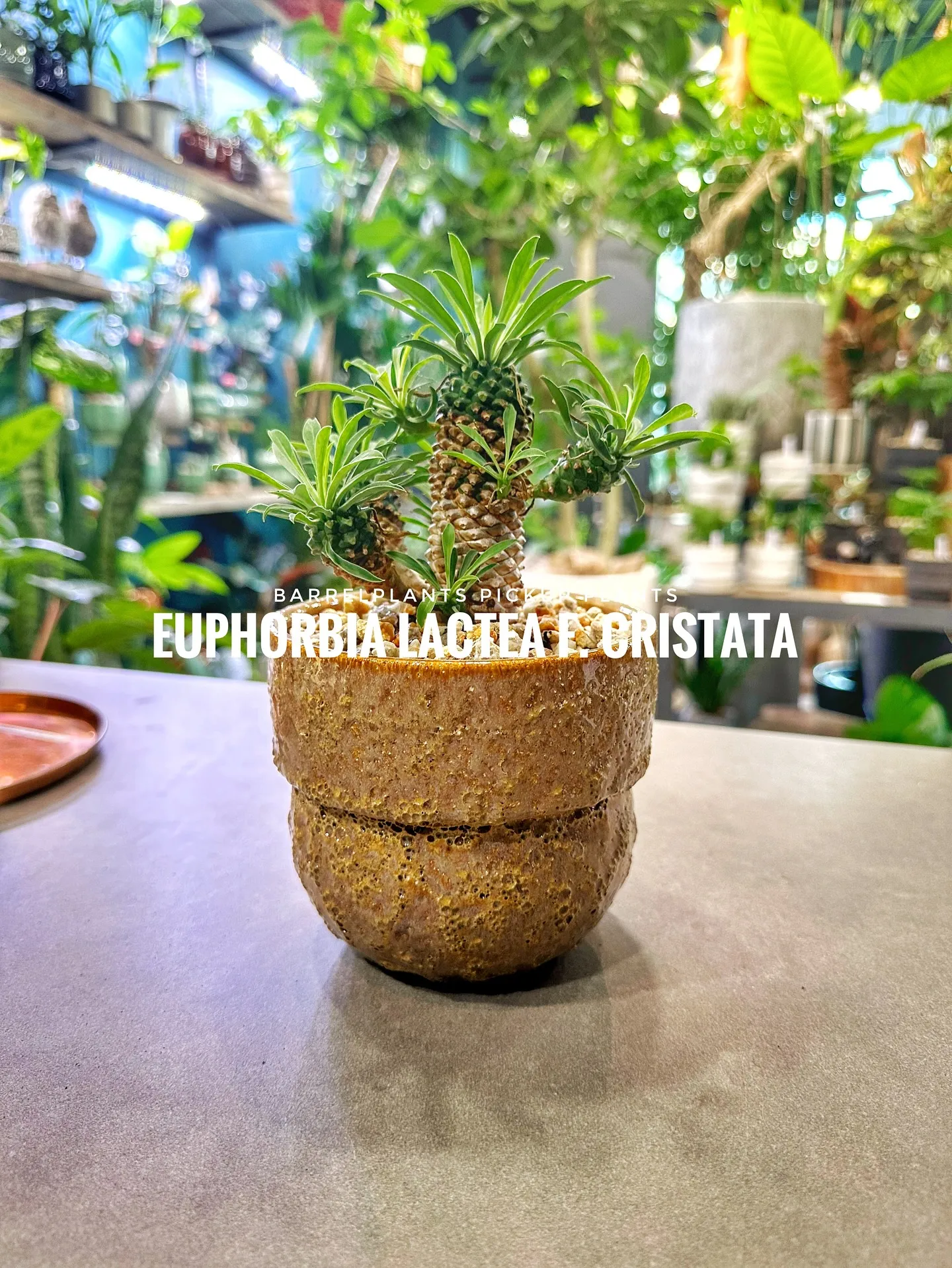 【植物専門店barrelplantsのおすすめ植物ラインナッ...