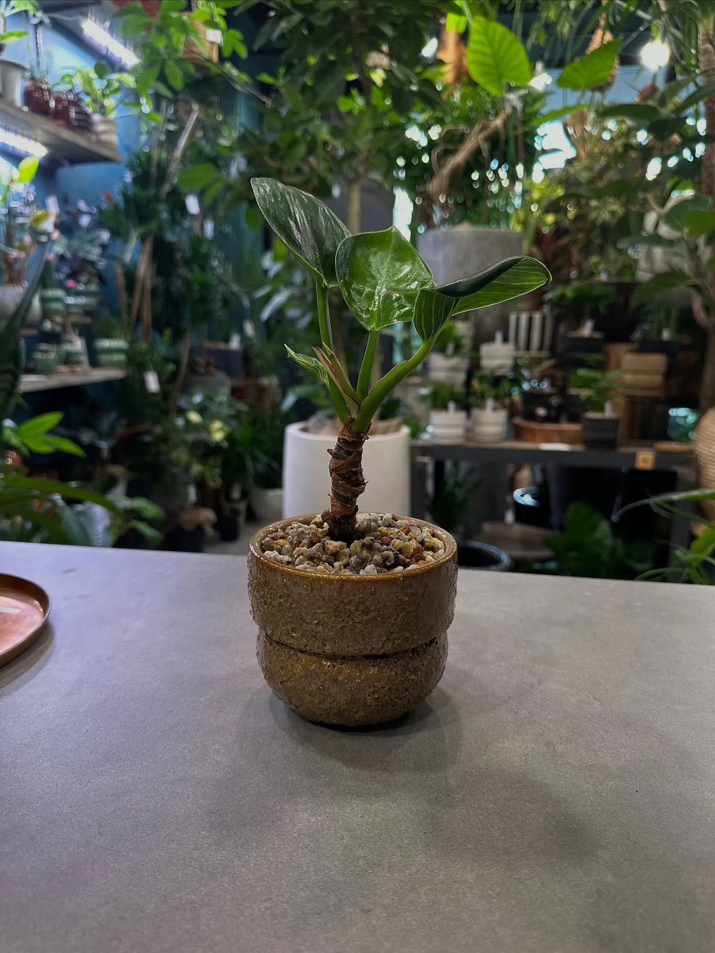 【植物専門店barrelplantsのおすすめ植物ラインナッ...