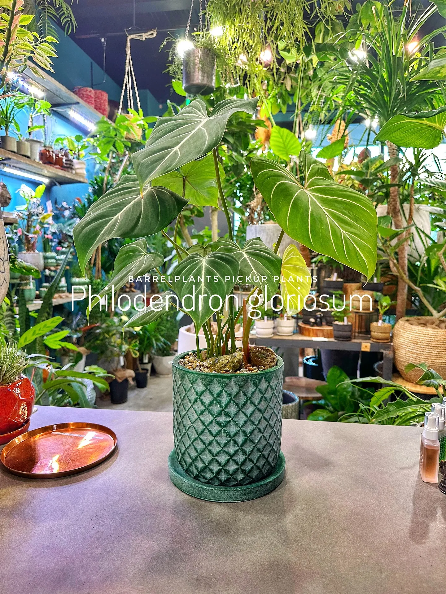 【植物専門店barrelplantsのおすすめ植物ラインナッ...