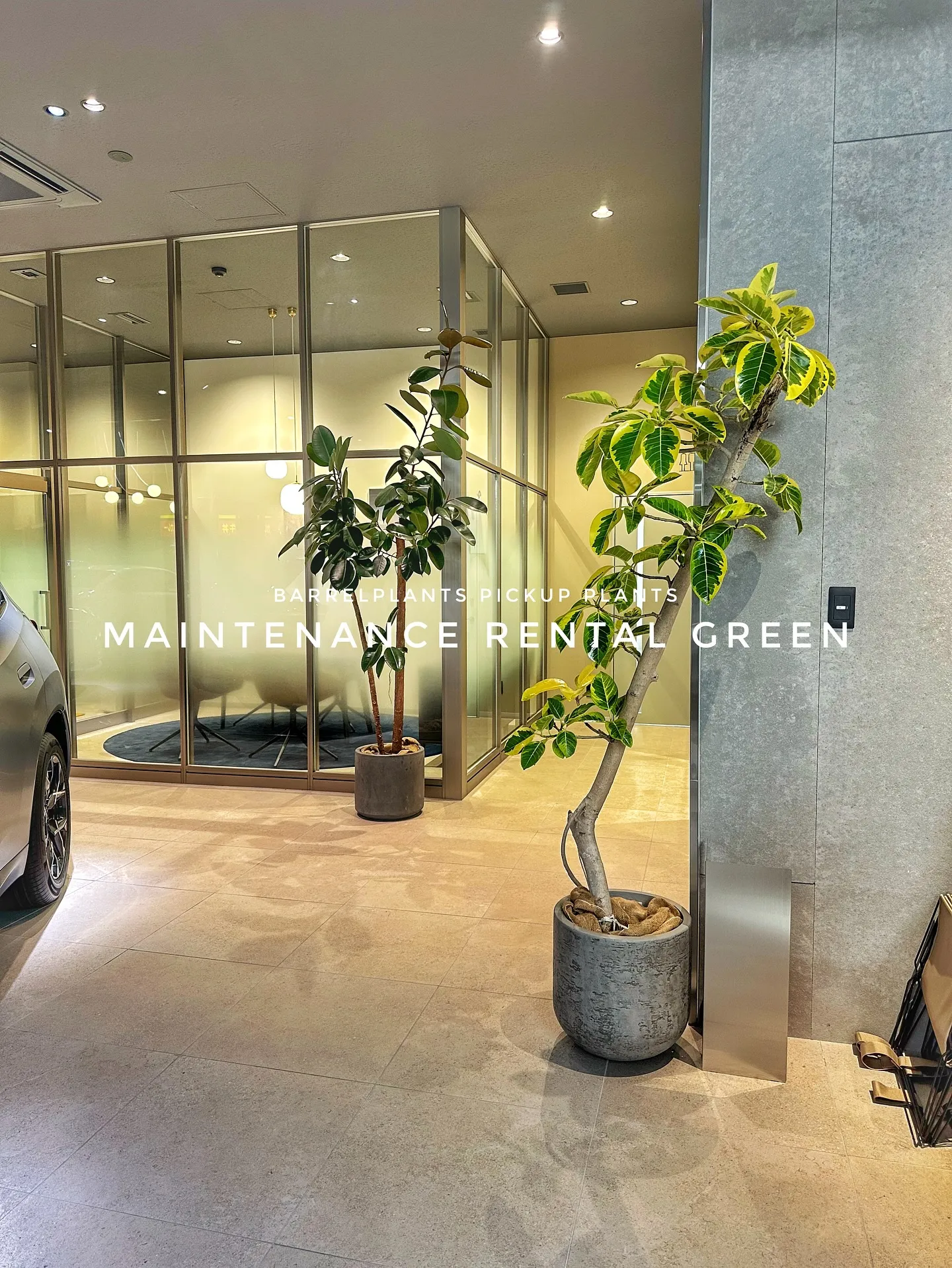 【植物専門店barrelplantsのおすすめ植物ラインナッ...