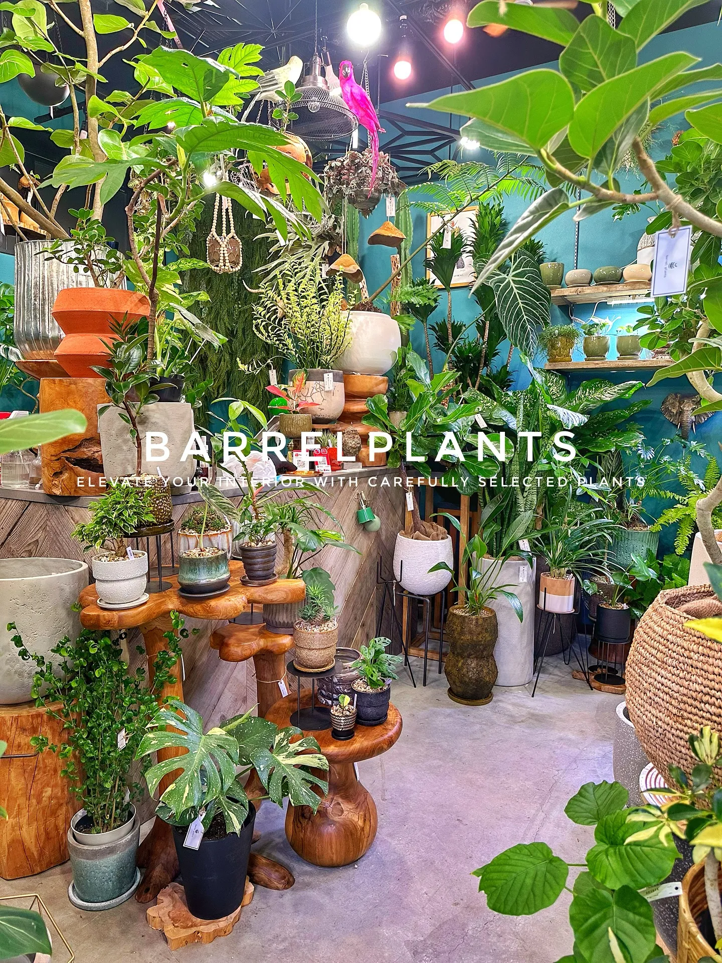 【こだわりの植物で、お部屋のインテリアをワンランク上にしませ...