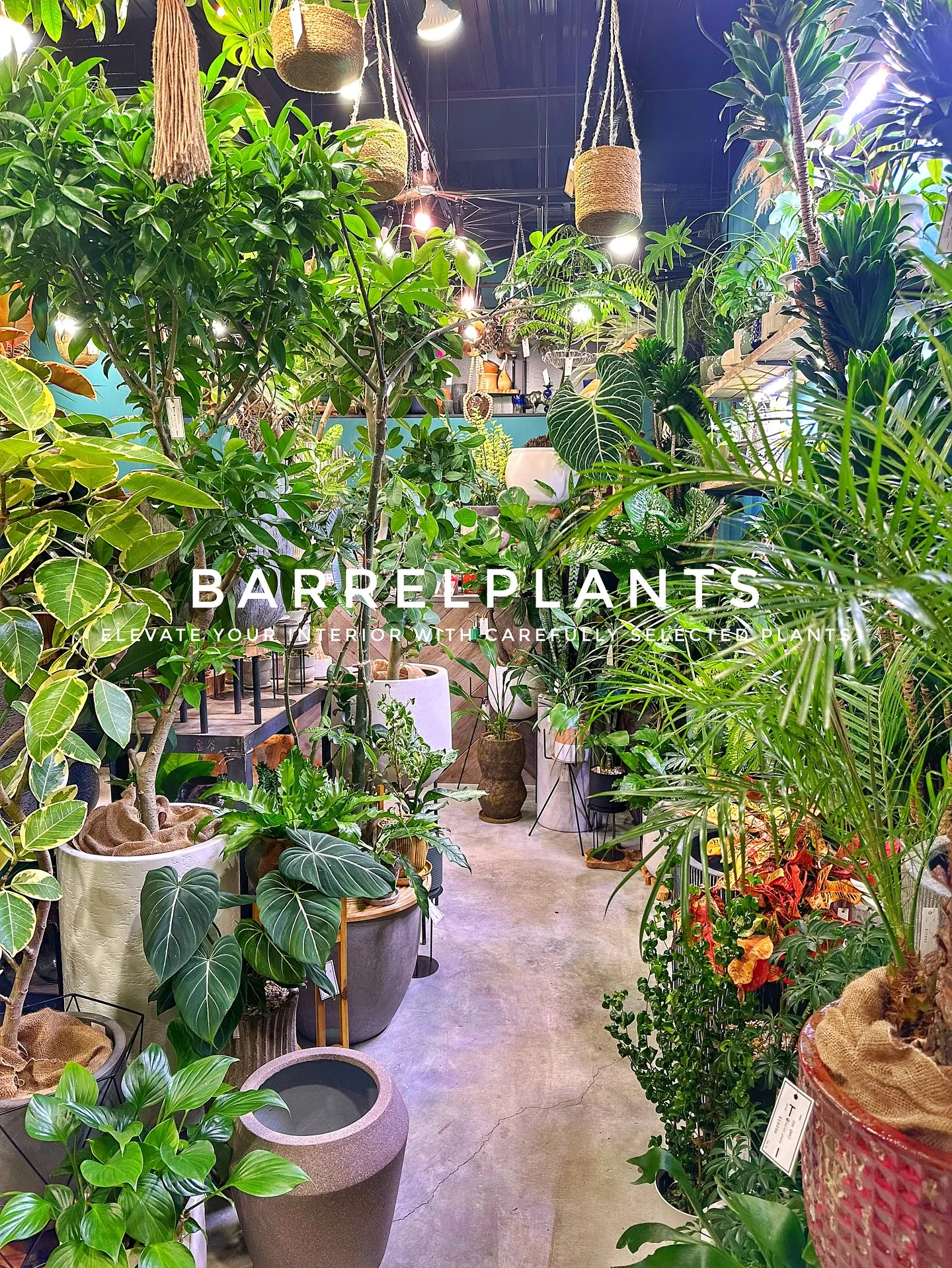 【こだわりの植物で、お部屋のインテリアをワンランク上にしませ...
