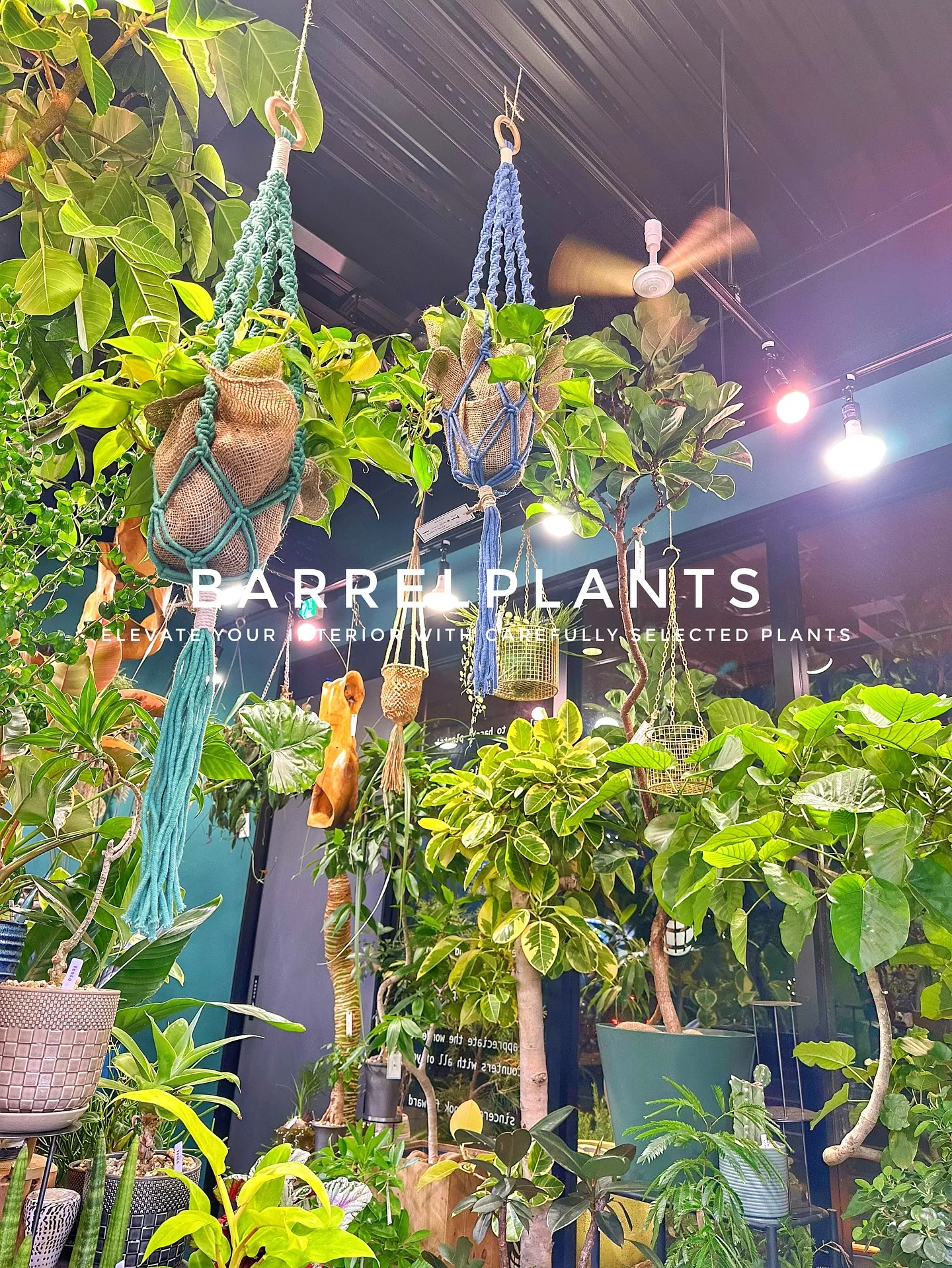 【こだわりの植物で、お部屋のインテリアをワンランク上にしませ...