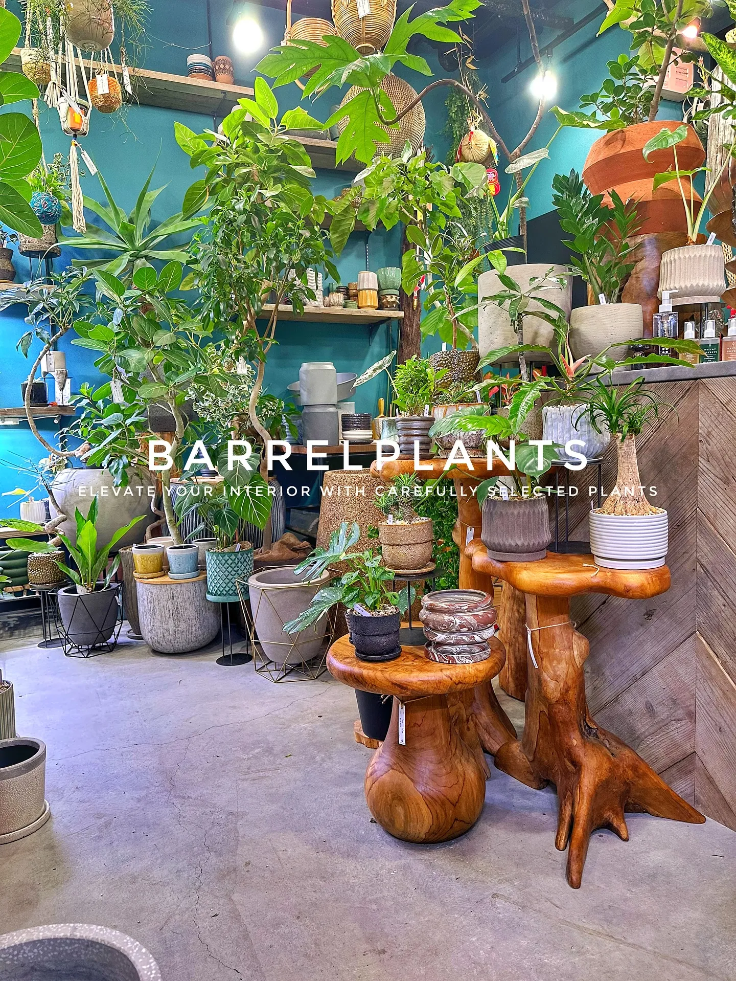 【こだわりの植物で、お部屋のインテリアをワンランク上にしませ...