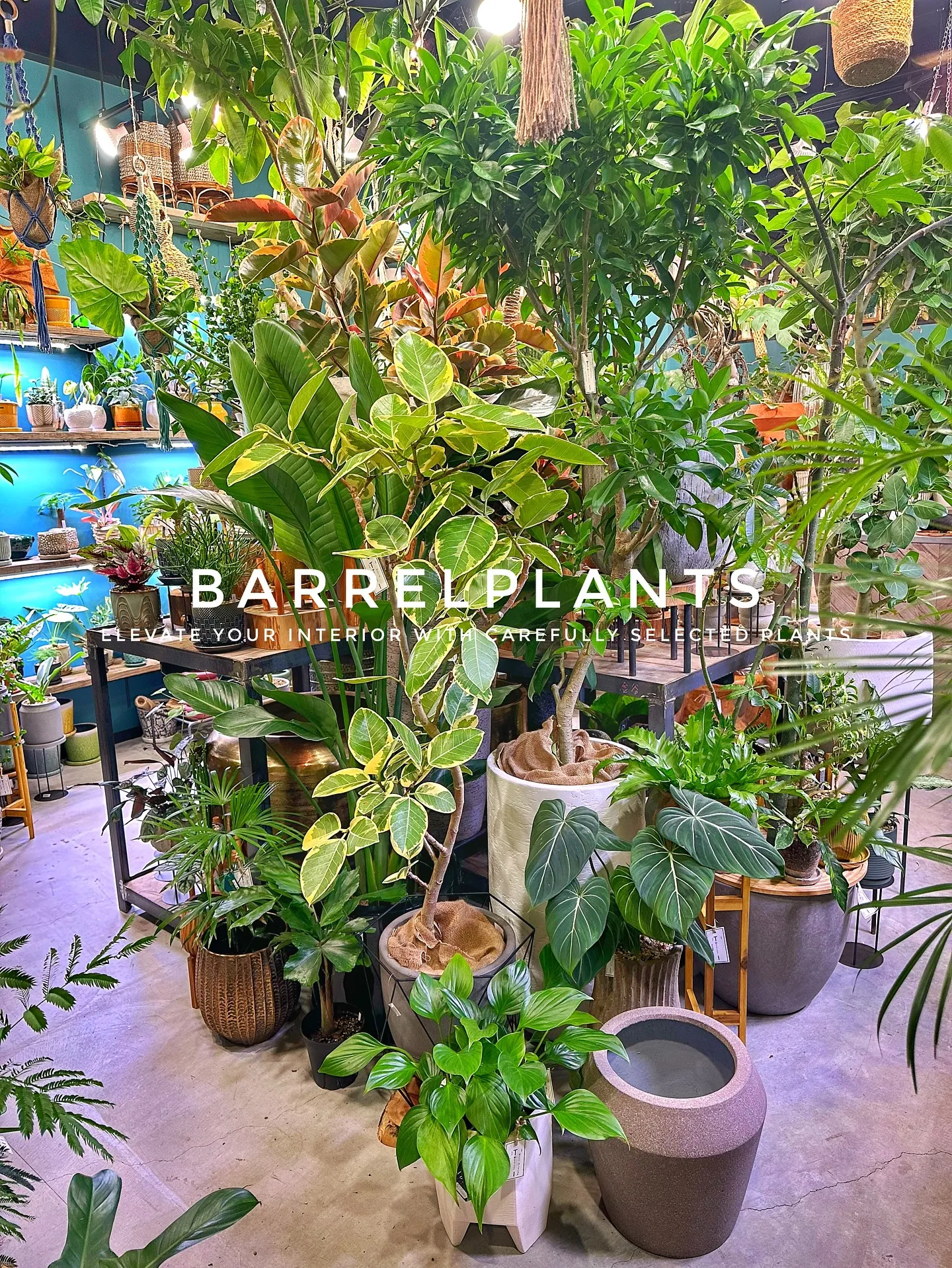 【こだわりの植物で、お部屋のインテリアをワンランク上にしませ...