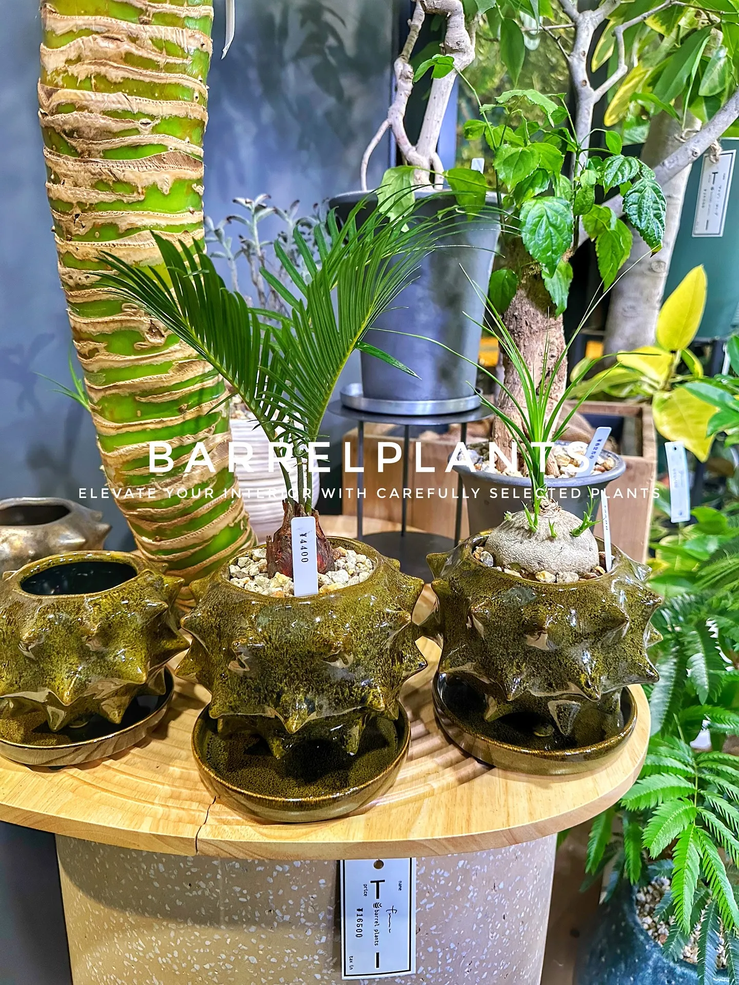 【こだわりの植物で、お部屋のインテリアをワンランク上にしませ...
