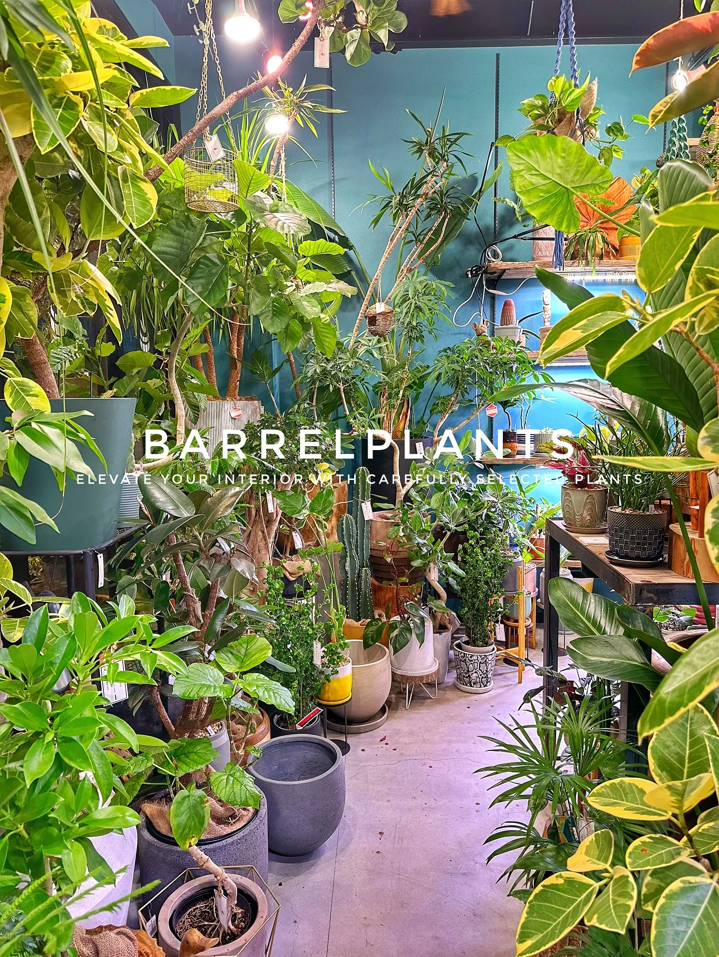 【こだわりの植物で、お部屋のインテリアをワンランク上にしませ...