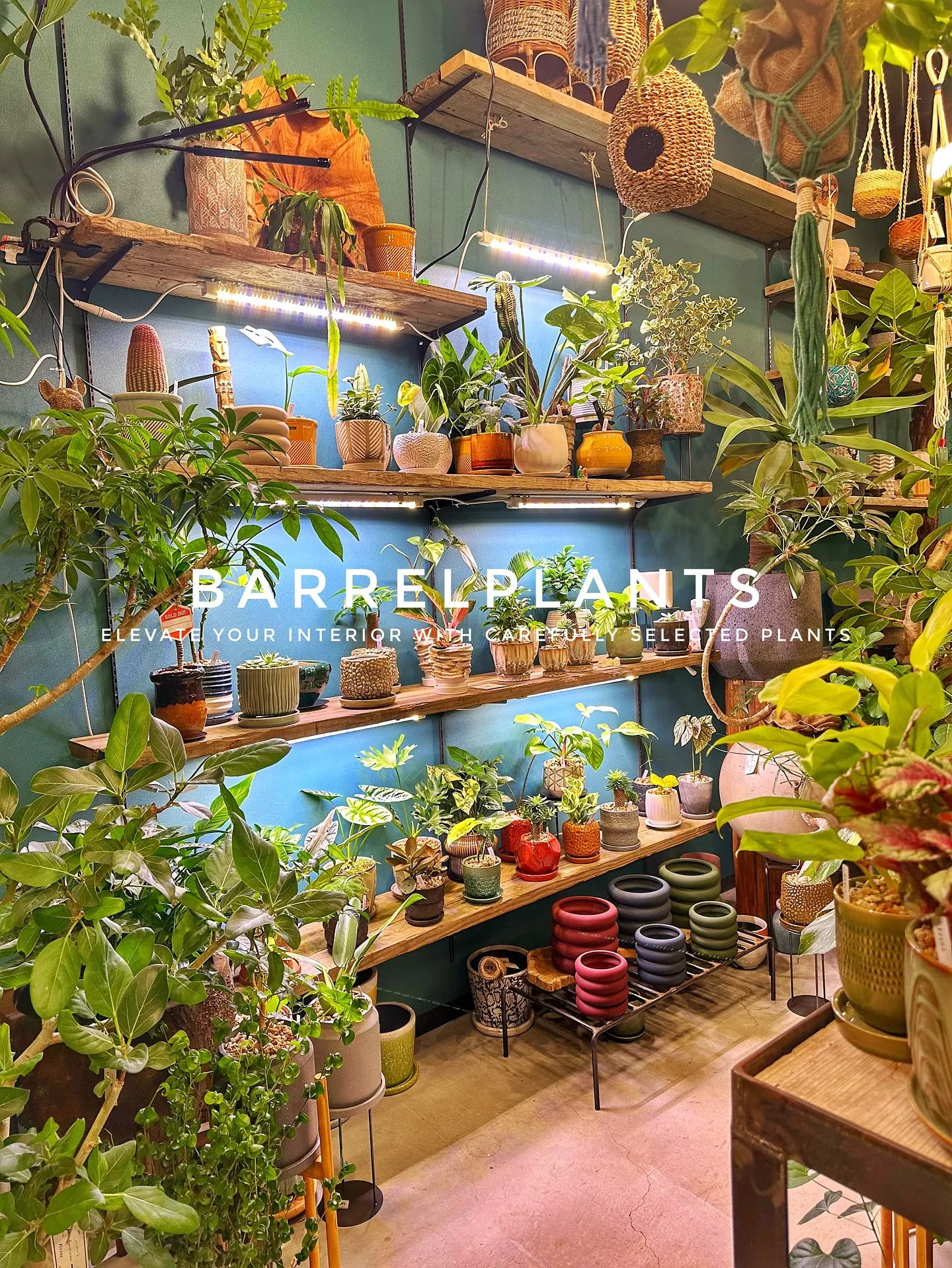 【こだわりの植物で、お部屋のインテリアをワンランク上にしませ...
